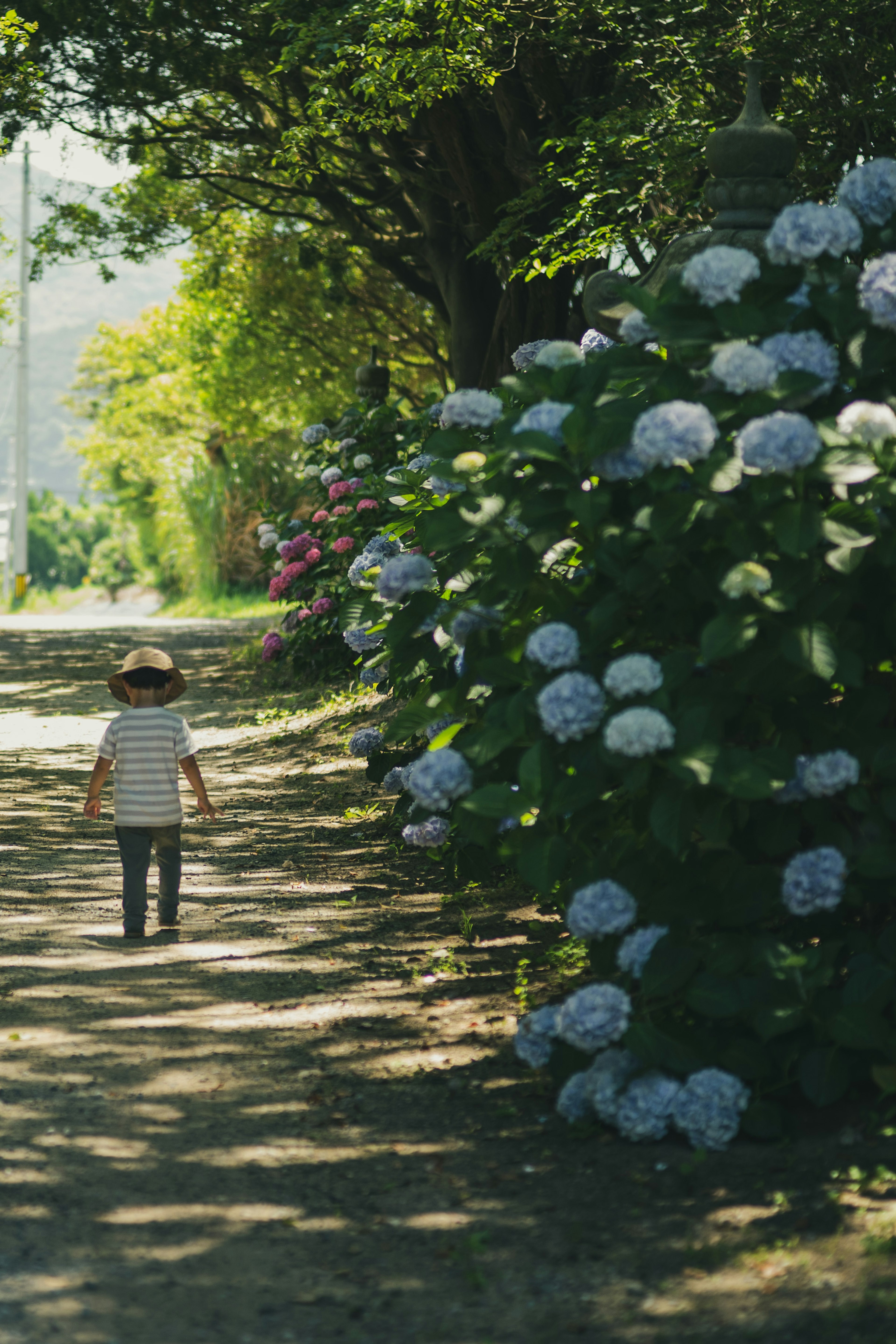 Anak berjalan di sepanjang jalan yang dikelilingi bunga hydrangea