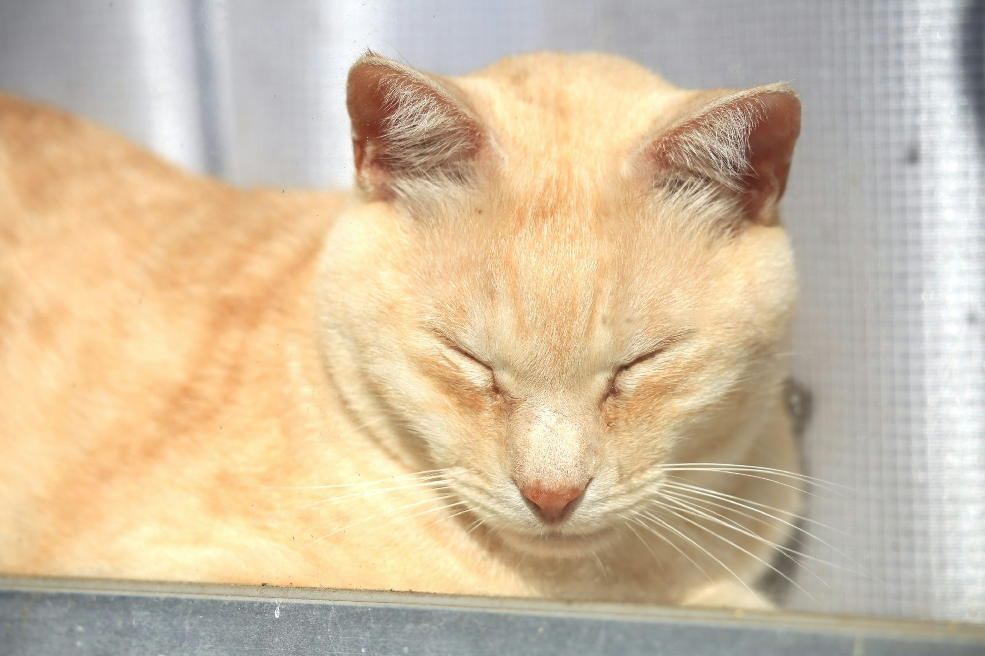 Orange cat basking in sunlight with closed eyes