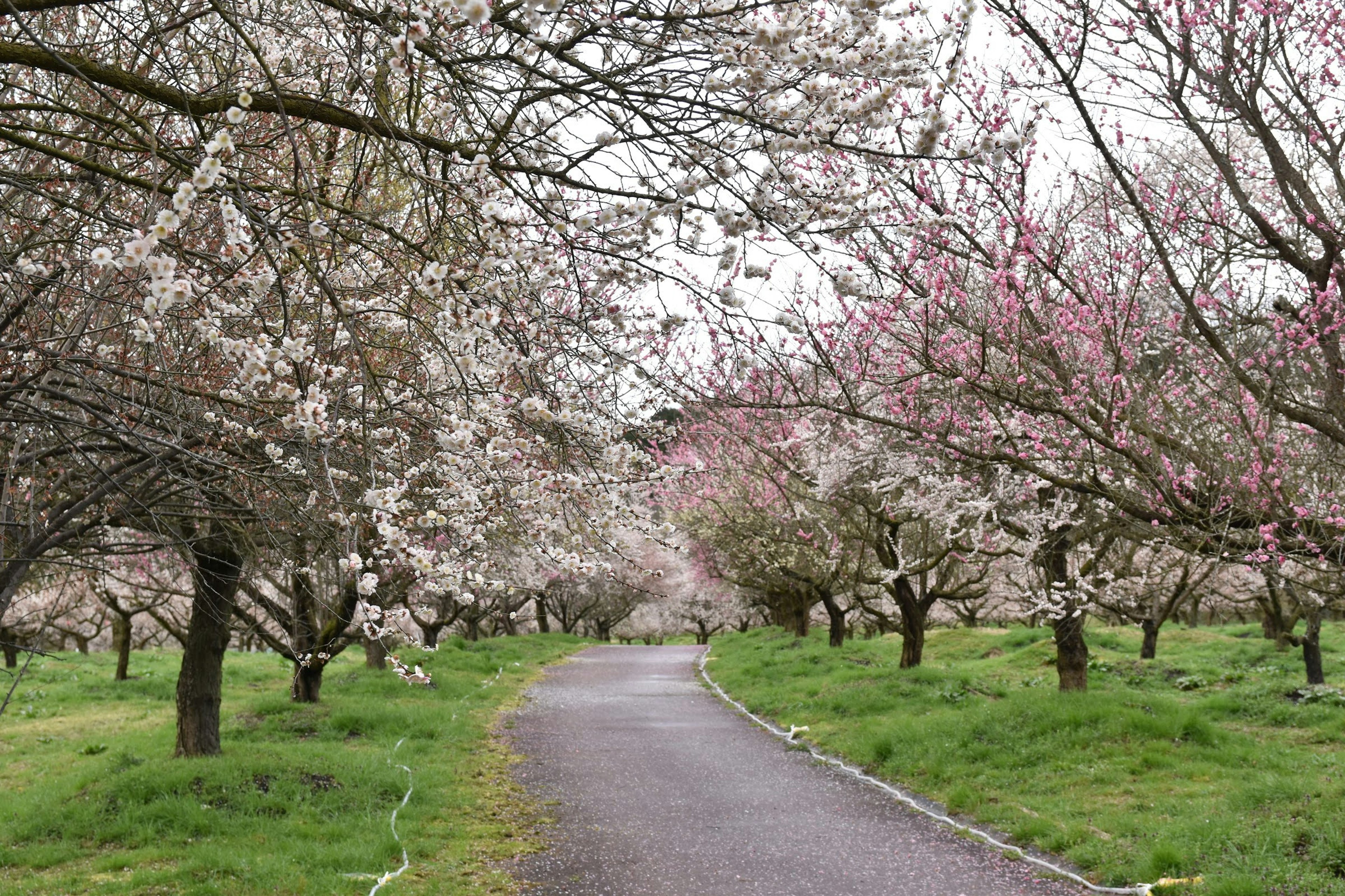 Sentier bordé d'arbres en fleurs et d'herbe verte