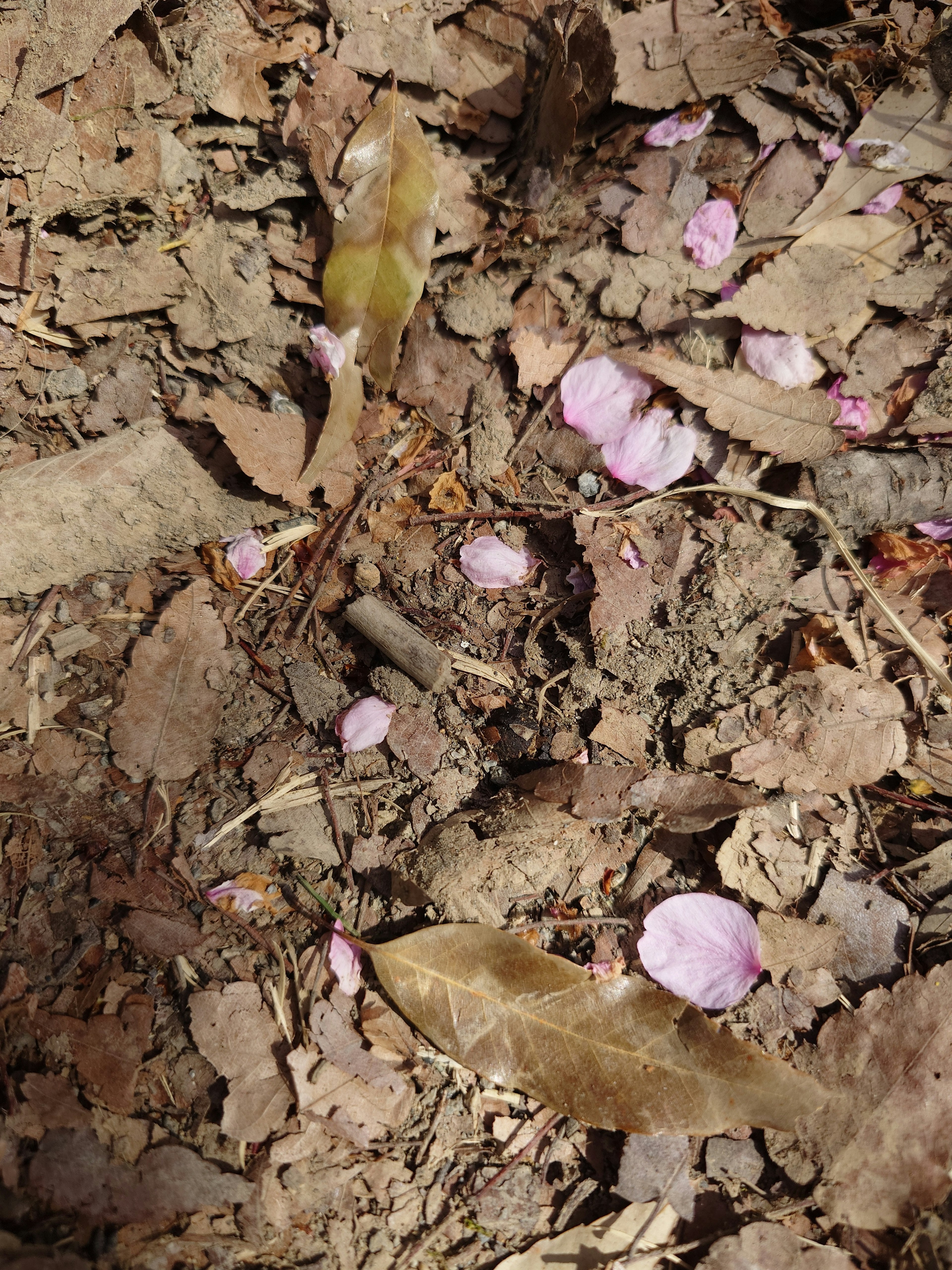 A natural scene with scattered cherry blossom petals and dry leaves on the ground