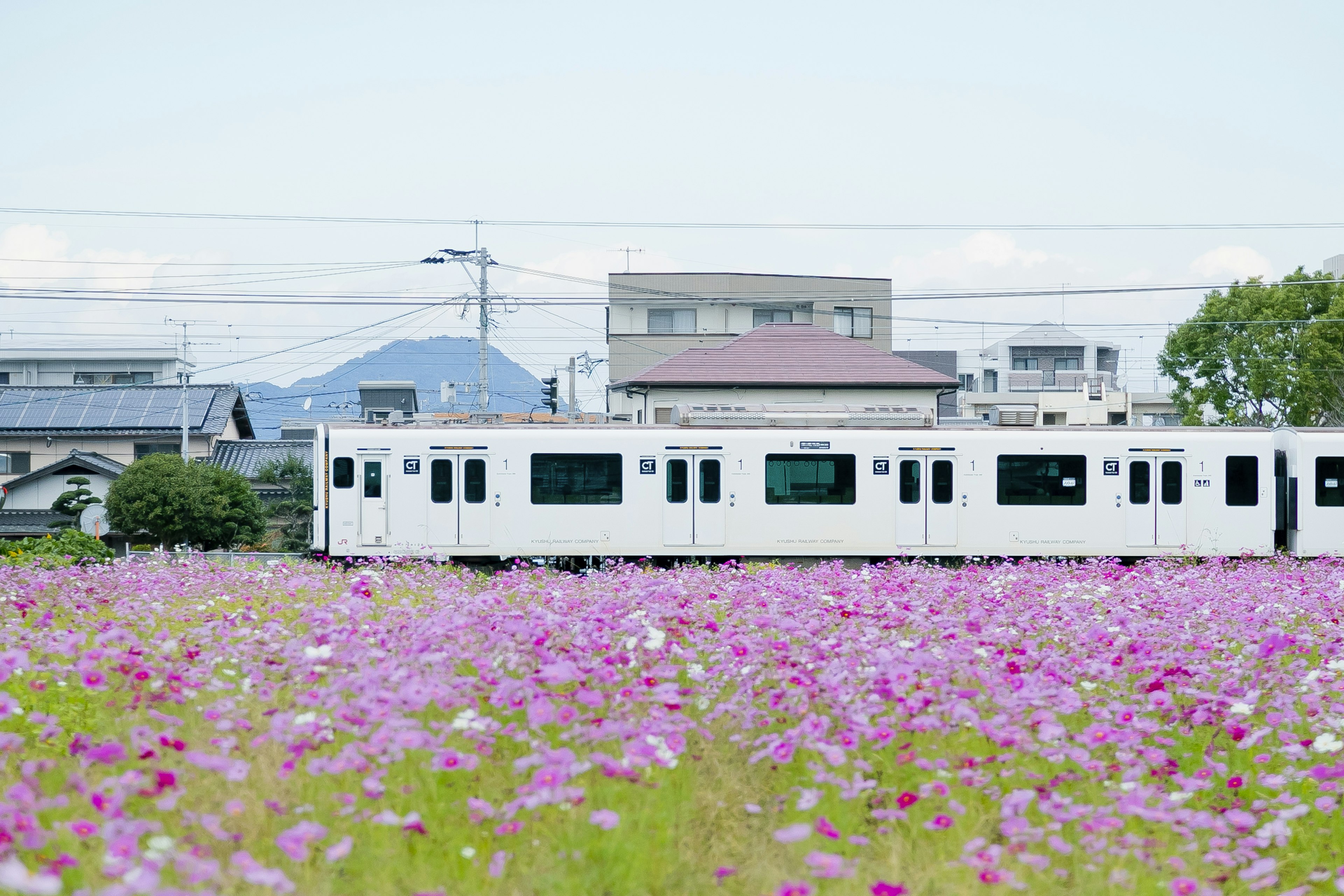 A white train passing alongside a field of purple flowers