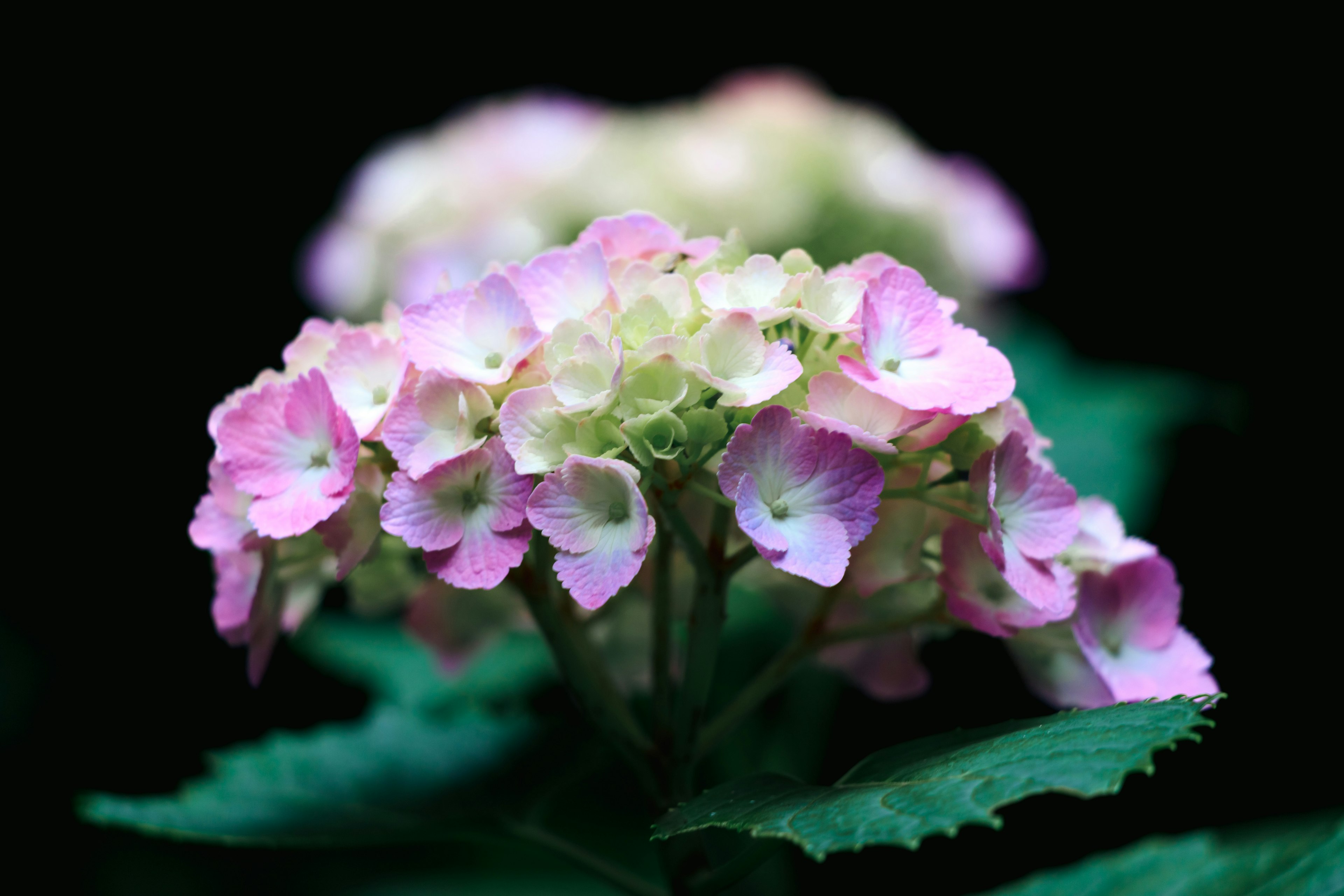 Bunga hortensia berwarna pink dan hijau di latar belakang gelap