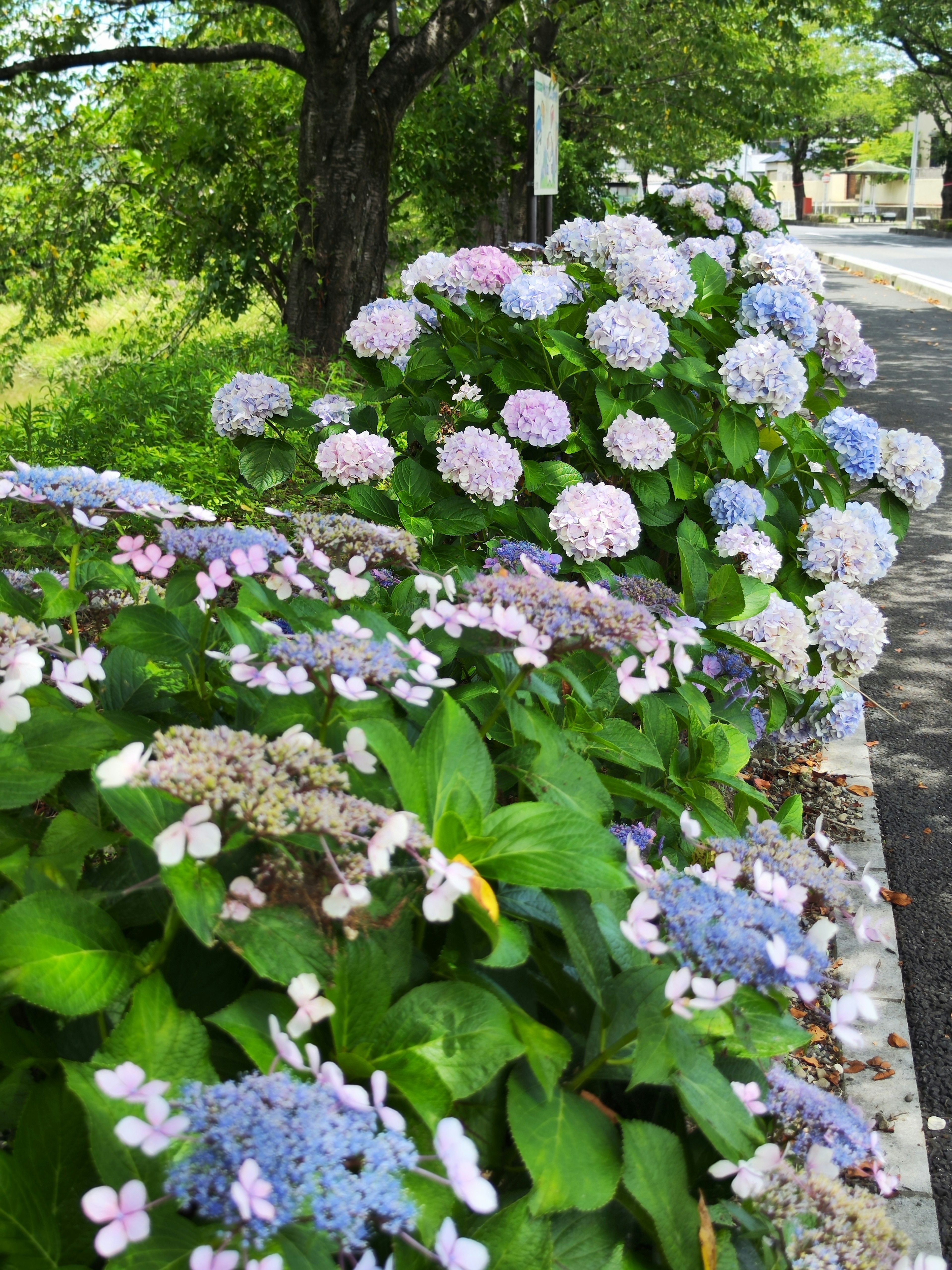 Des hortensias colorés en fleurs le long d'un chemin