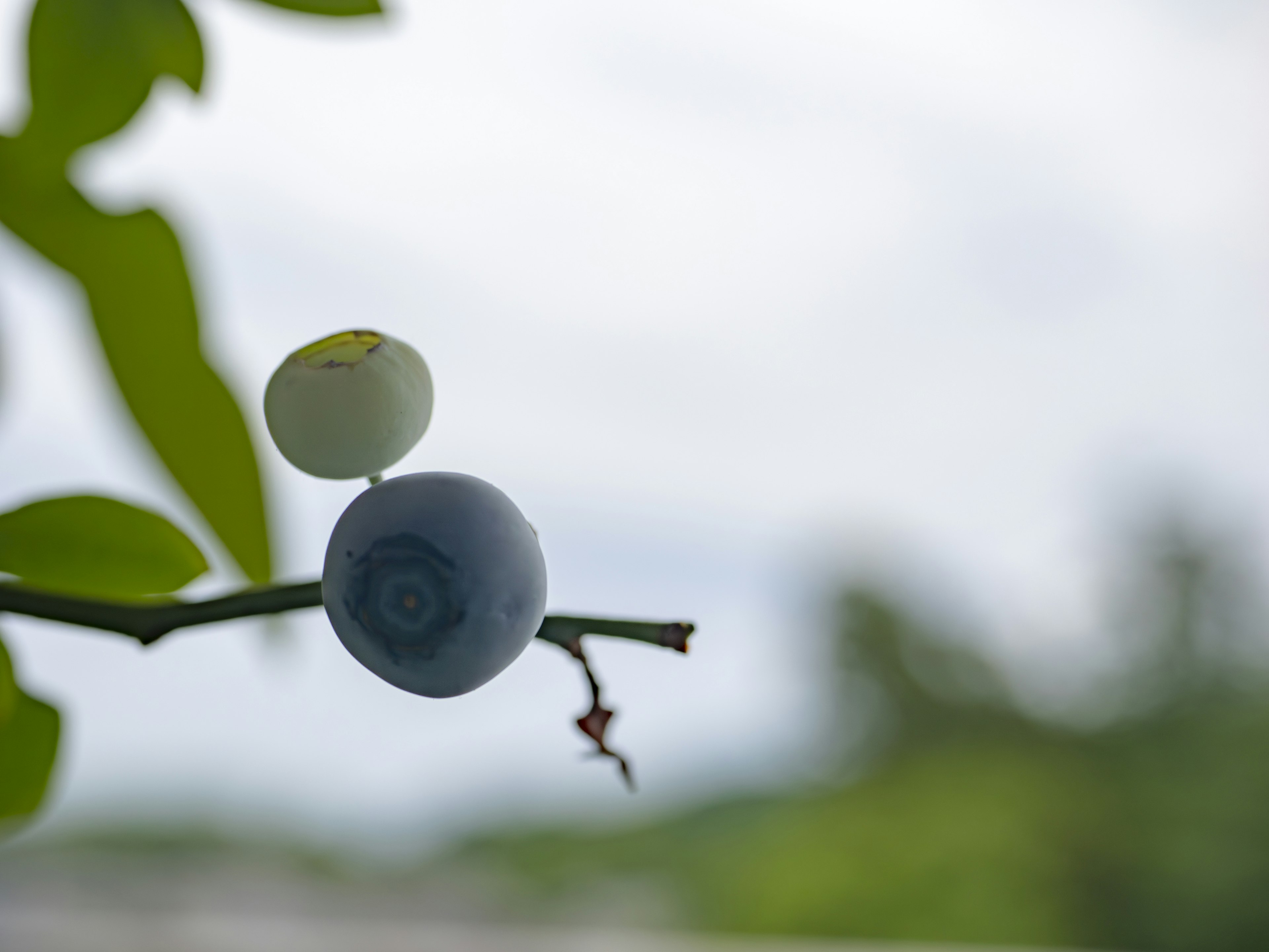 Una fruta azul y una pequeña fruta blanca colgando de una rama