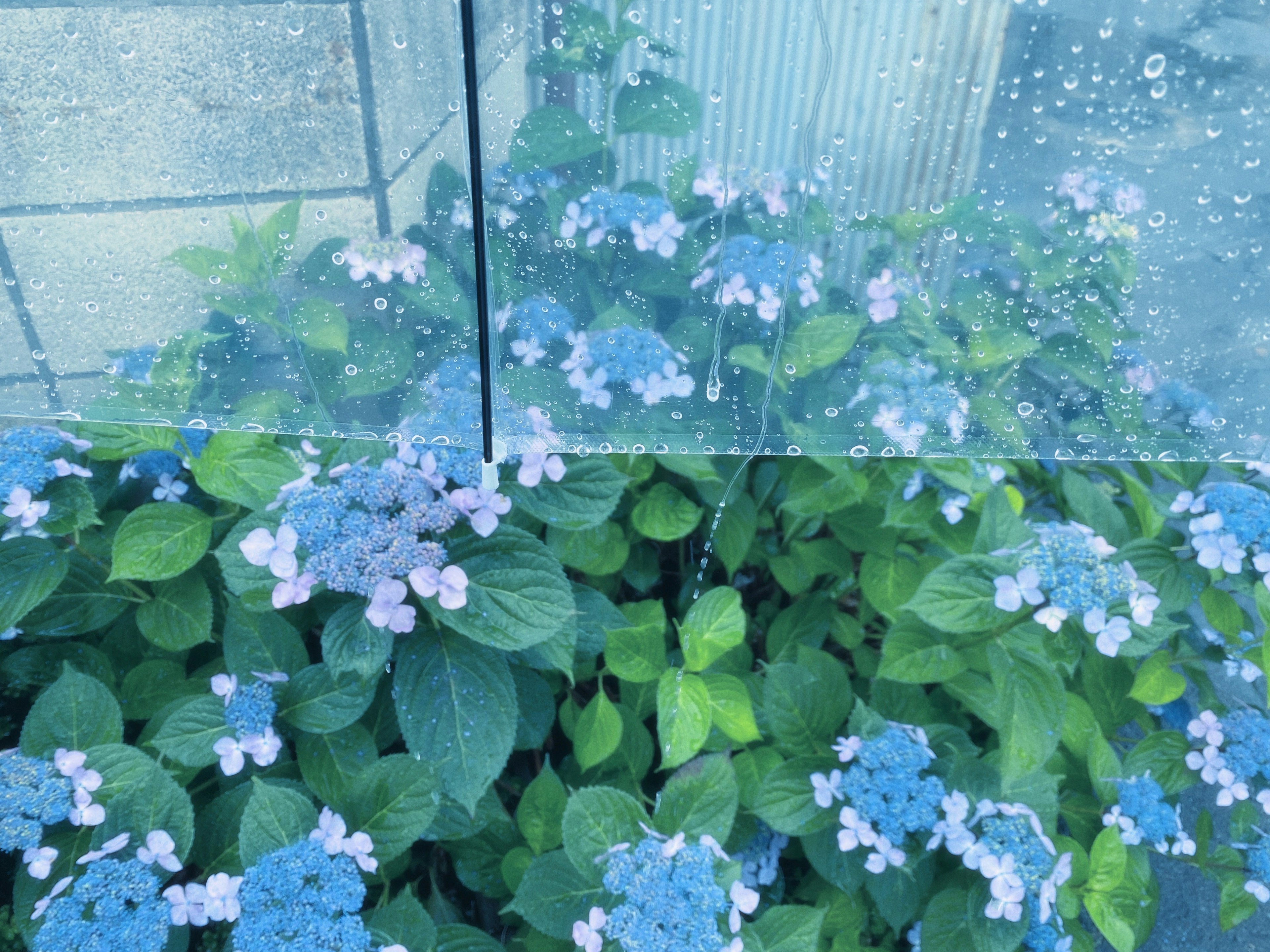 青い花と緑の葉が見えるガラス越しの景色