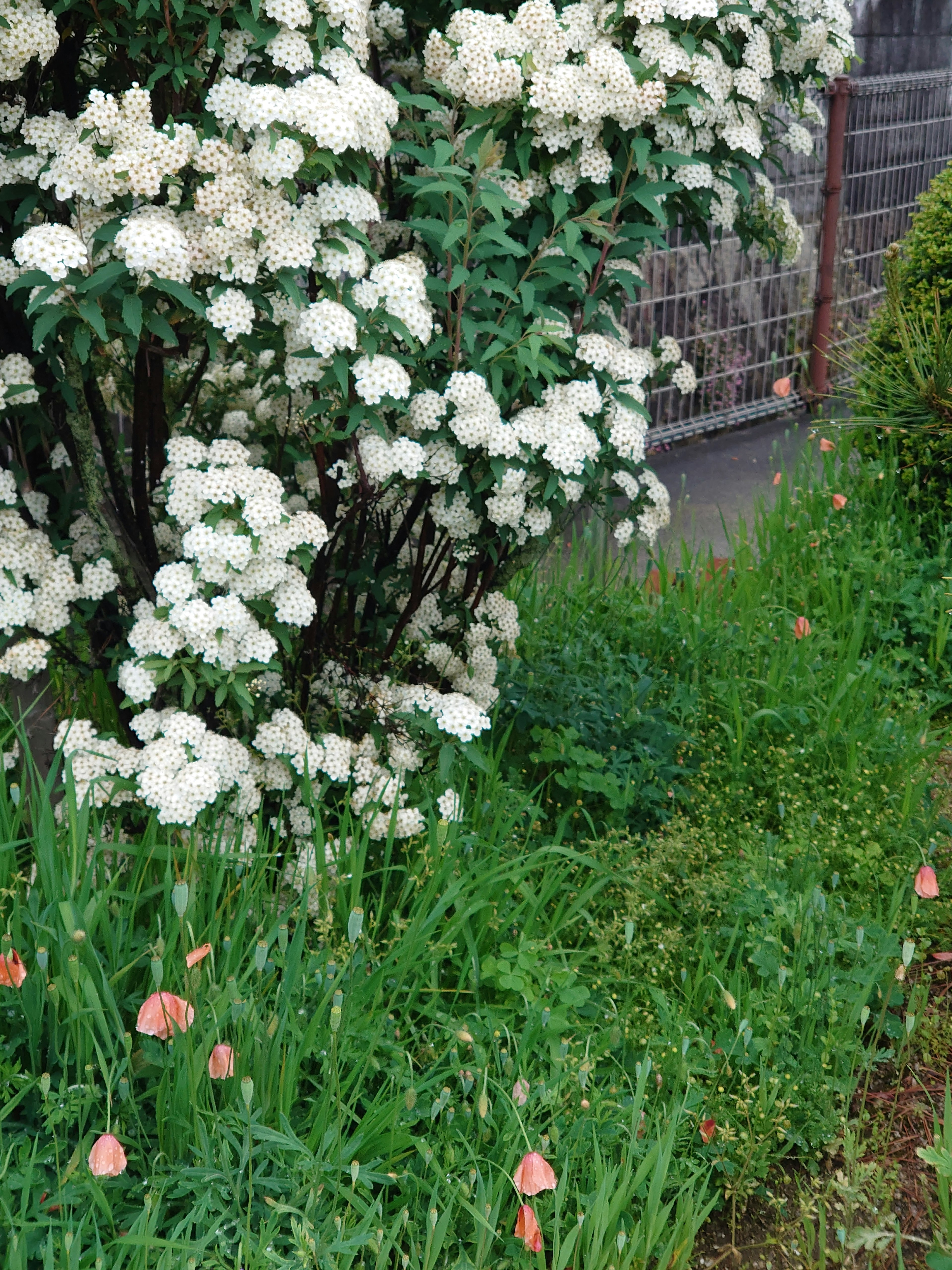 白い花が咲く木と緑の草がある庭の一部