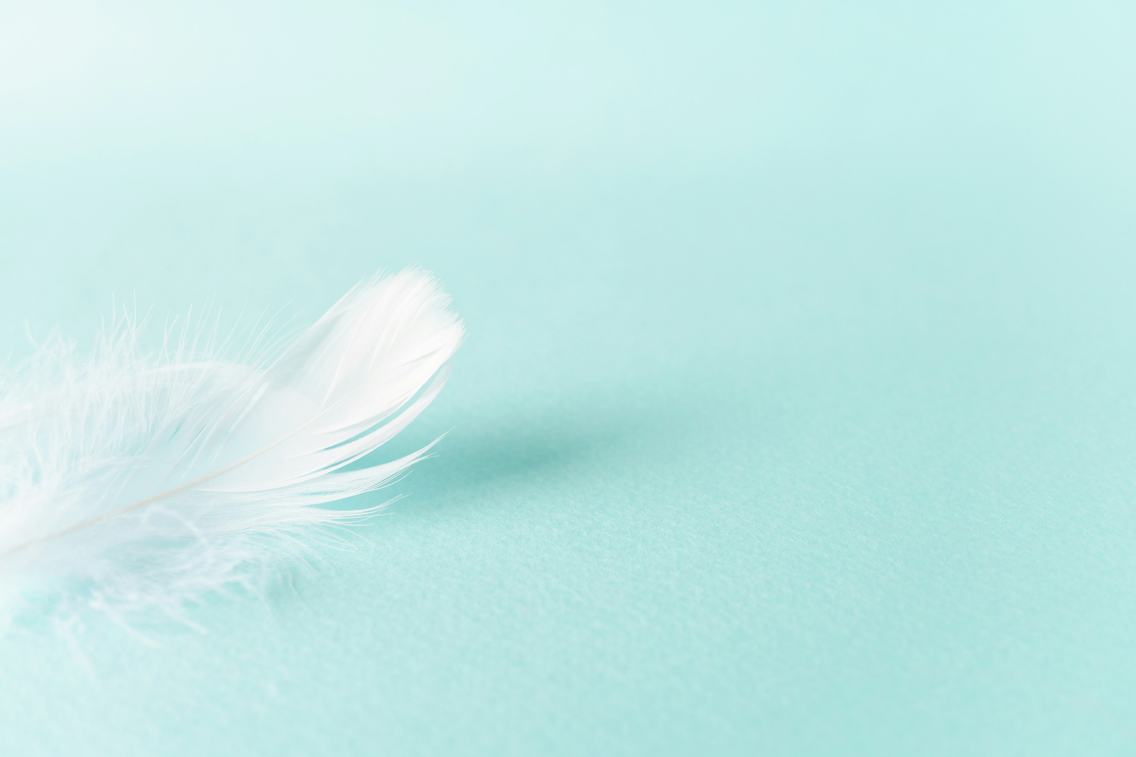 A white feather resting on a soft blue background