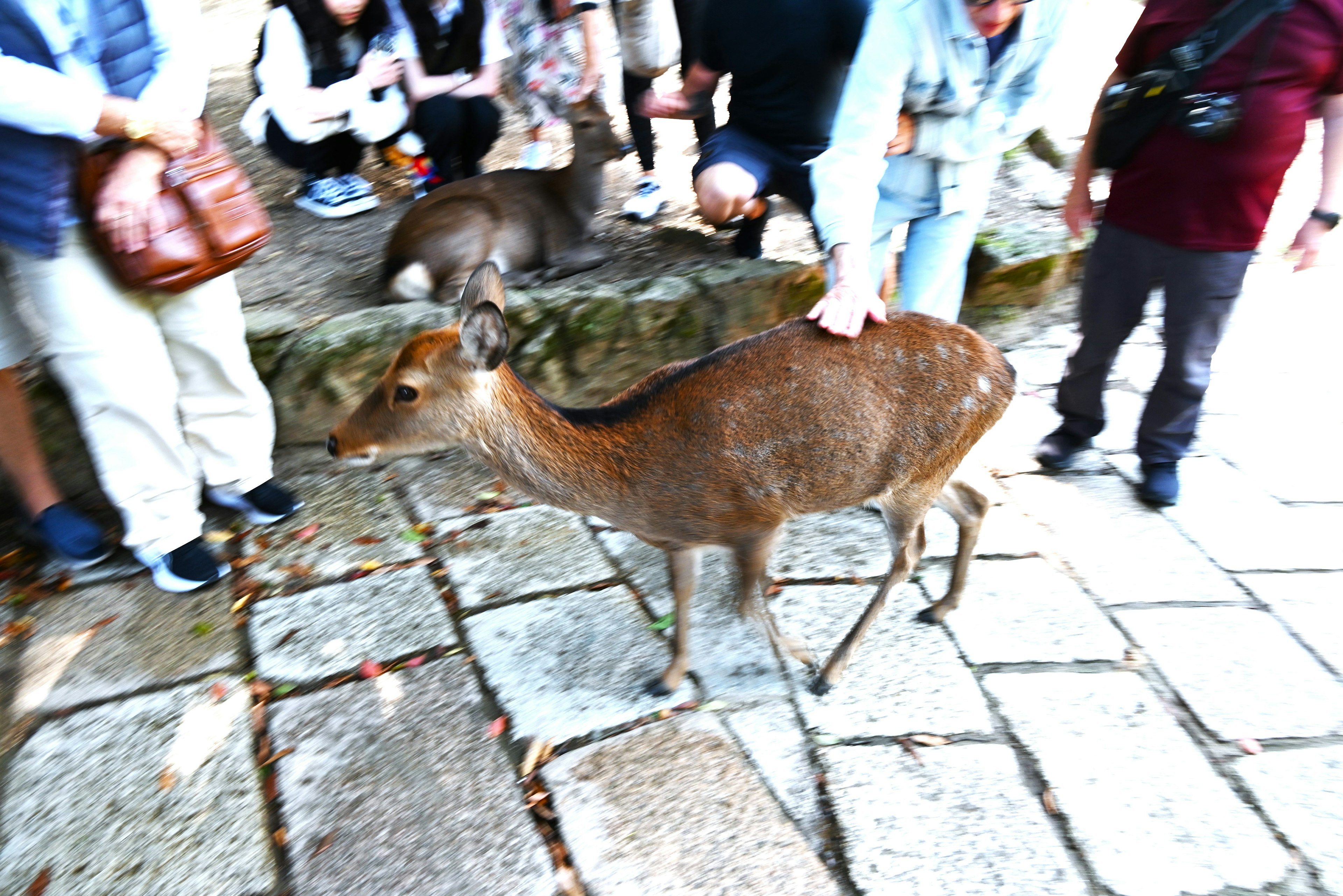 A deer walking near tourists in a park setting