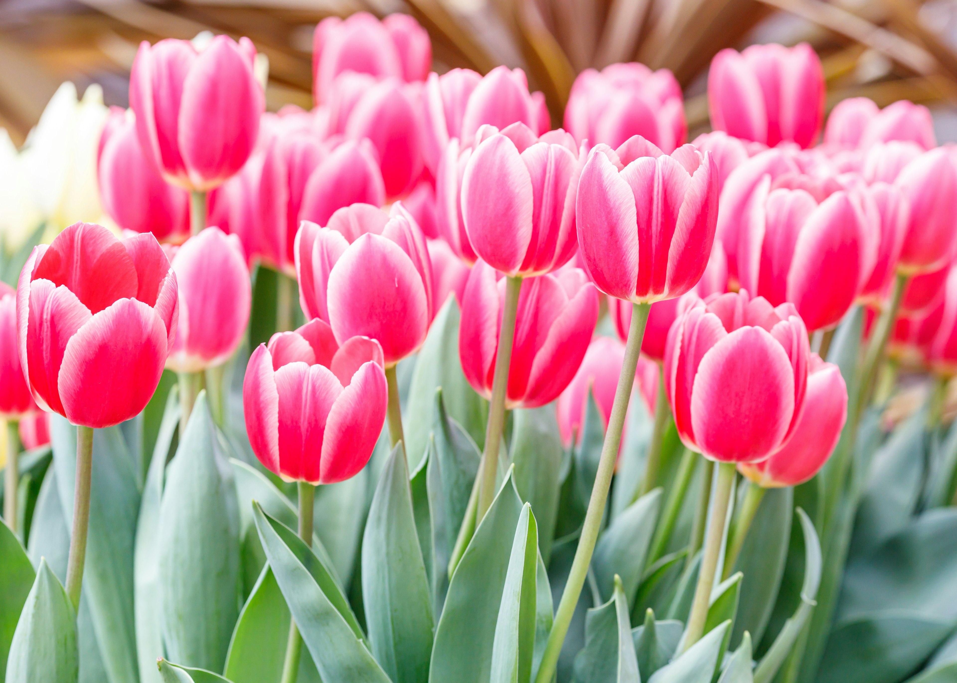 Lebendige pinke Tulpen blühen in einem Garten