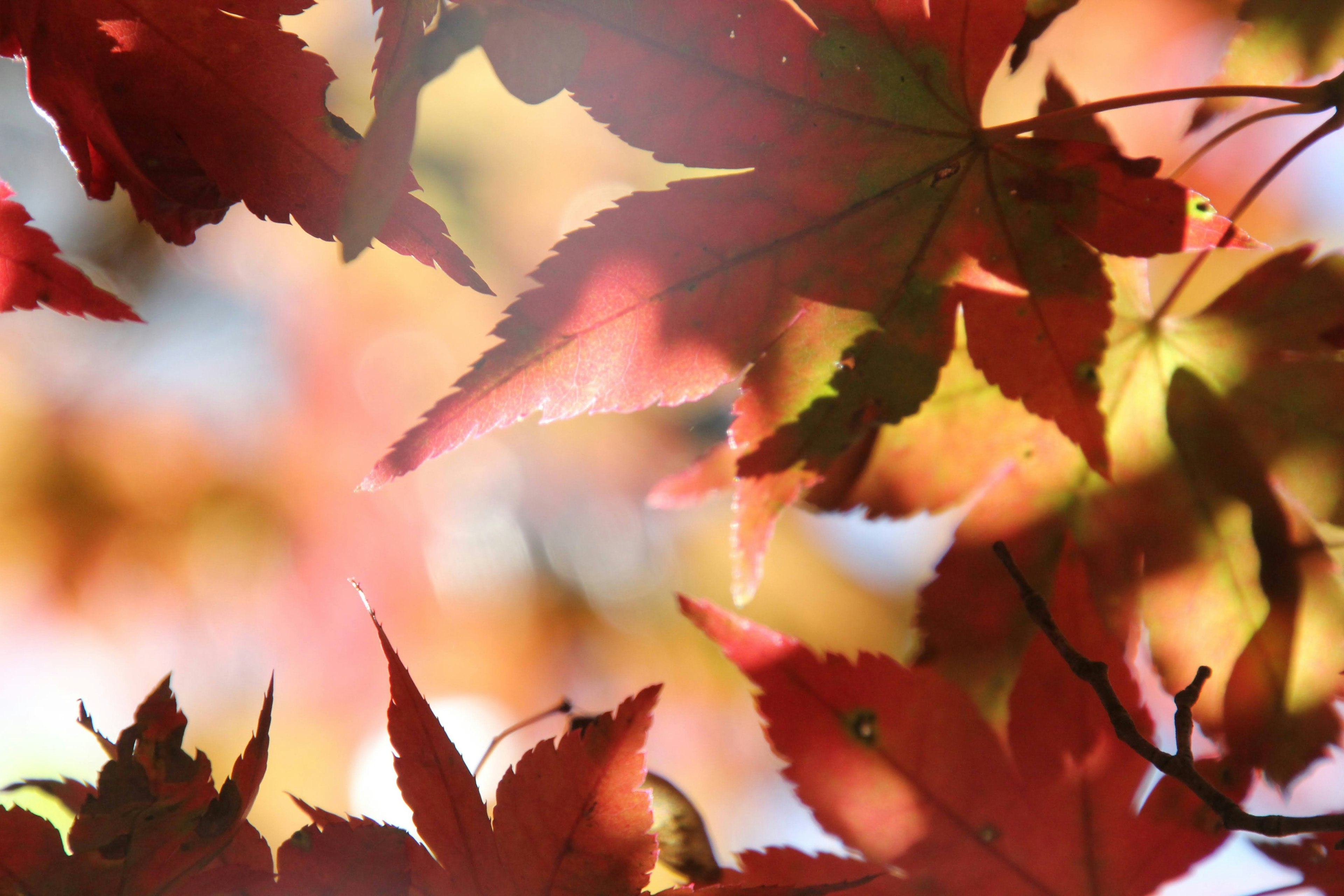 Vibrant red maple leaves overlapping in an autumn scene