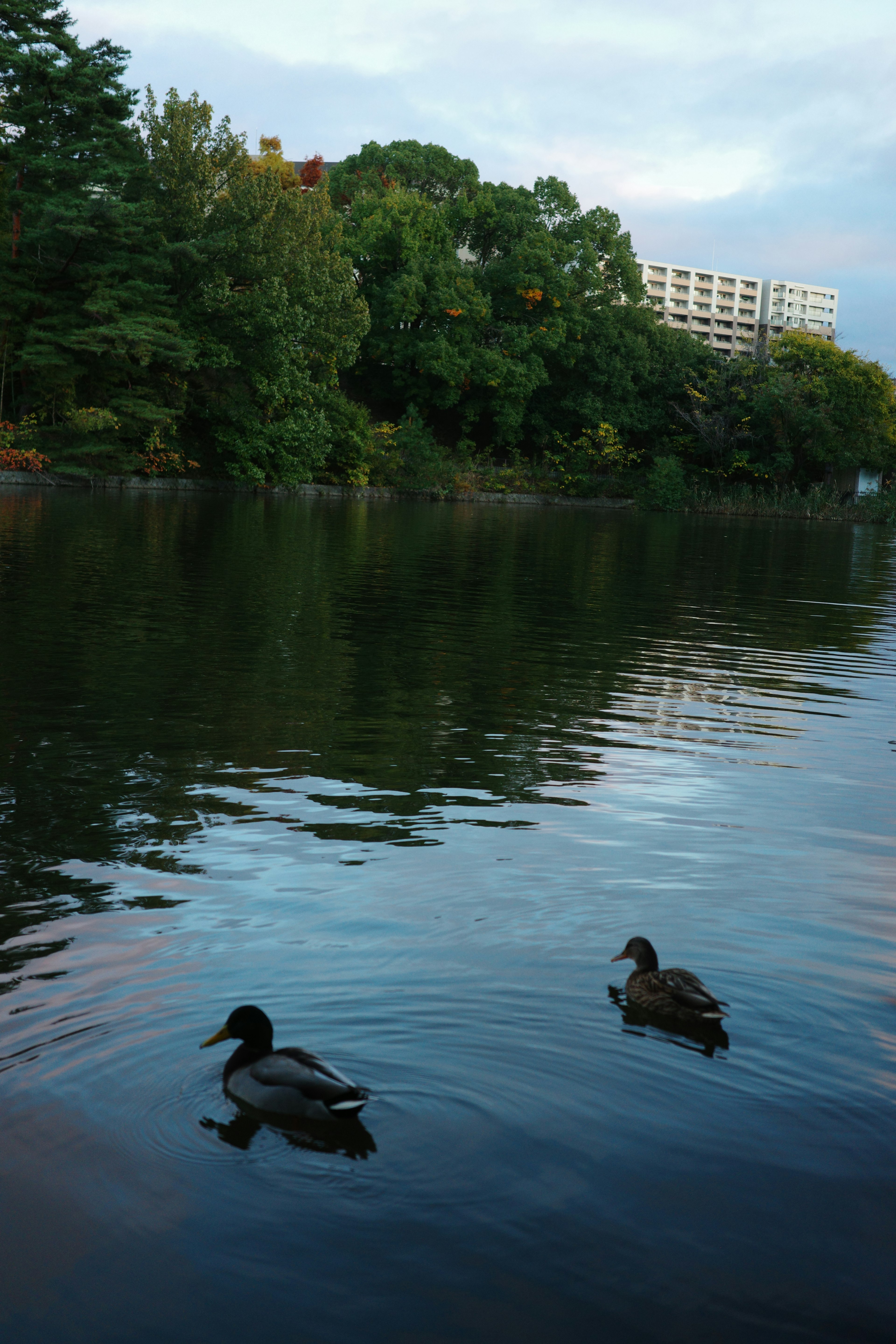 Zwei Enten schwimmen auf einer ruhigen Wasseroberfläche mit üppigen grünen Bäumen im Hintergrund