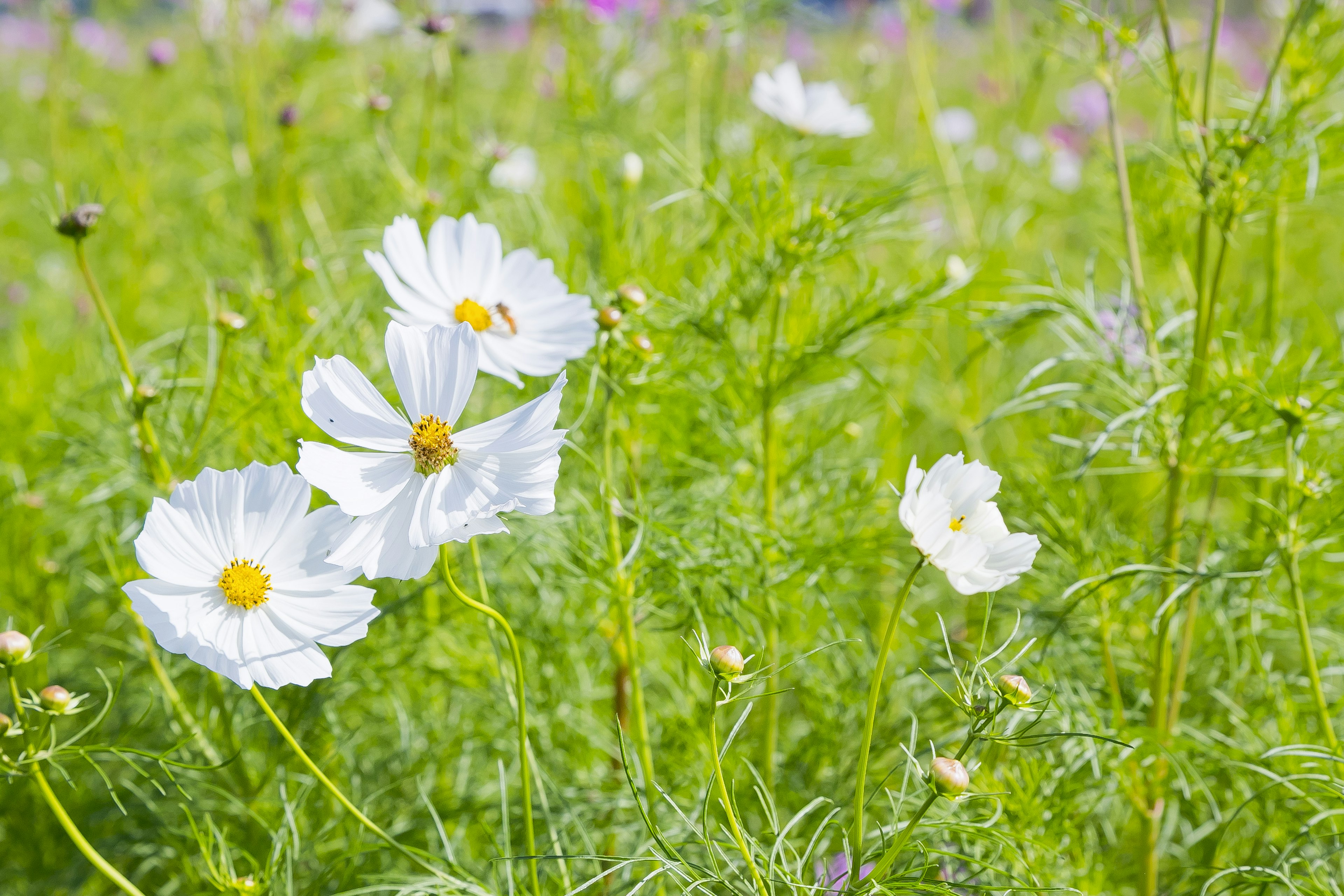 Foto di fiori bianchi che sbocciano in un prato verde