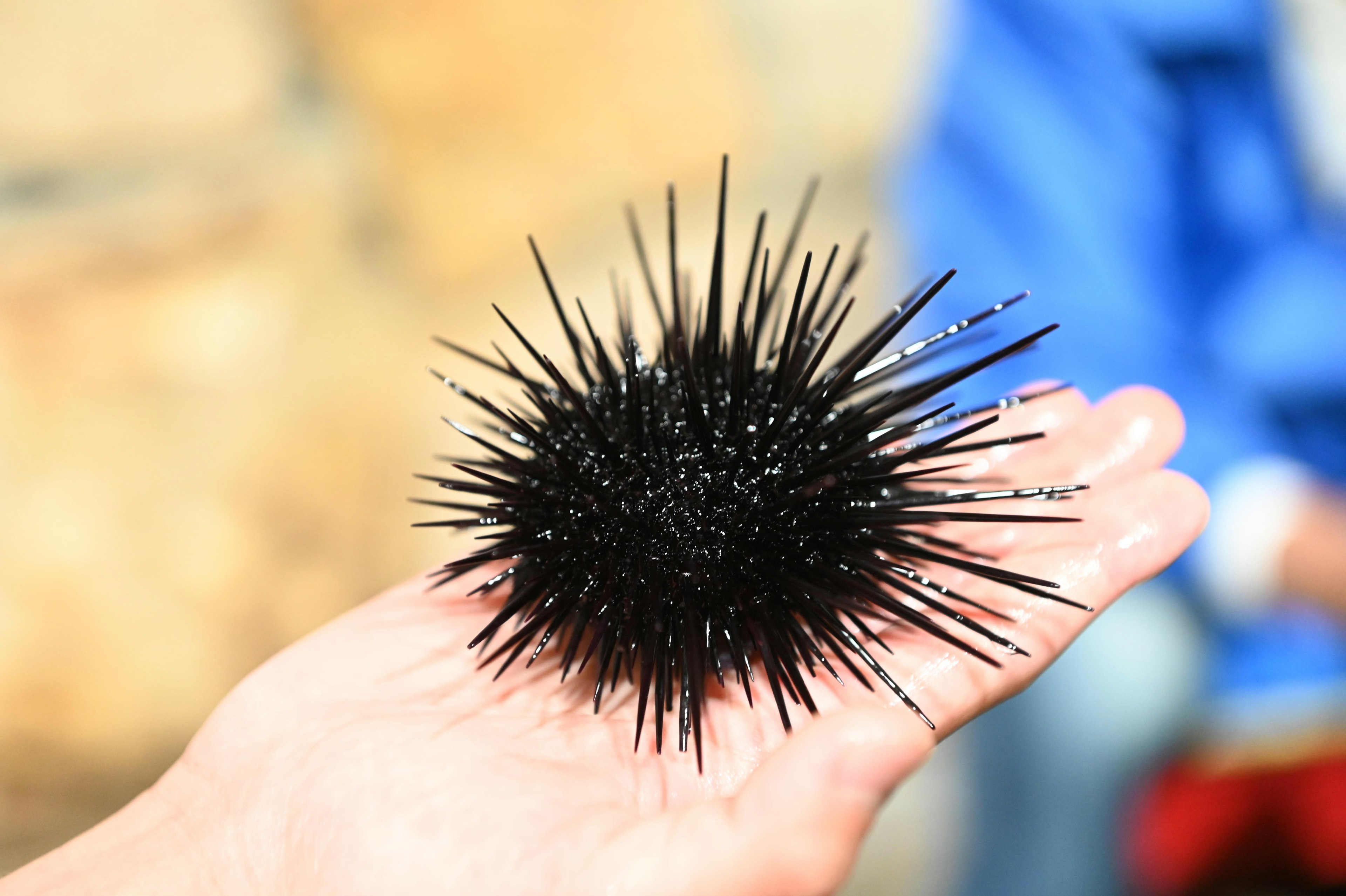 手のひらに載せられた黒いウニの生物