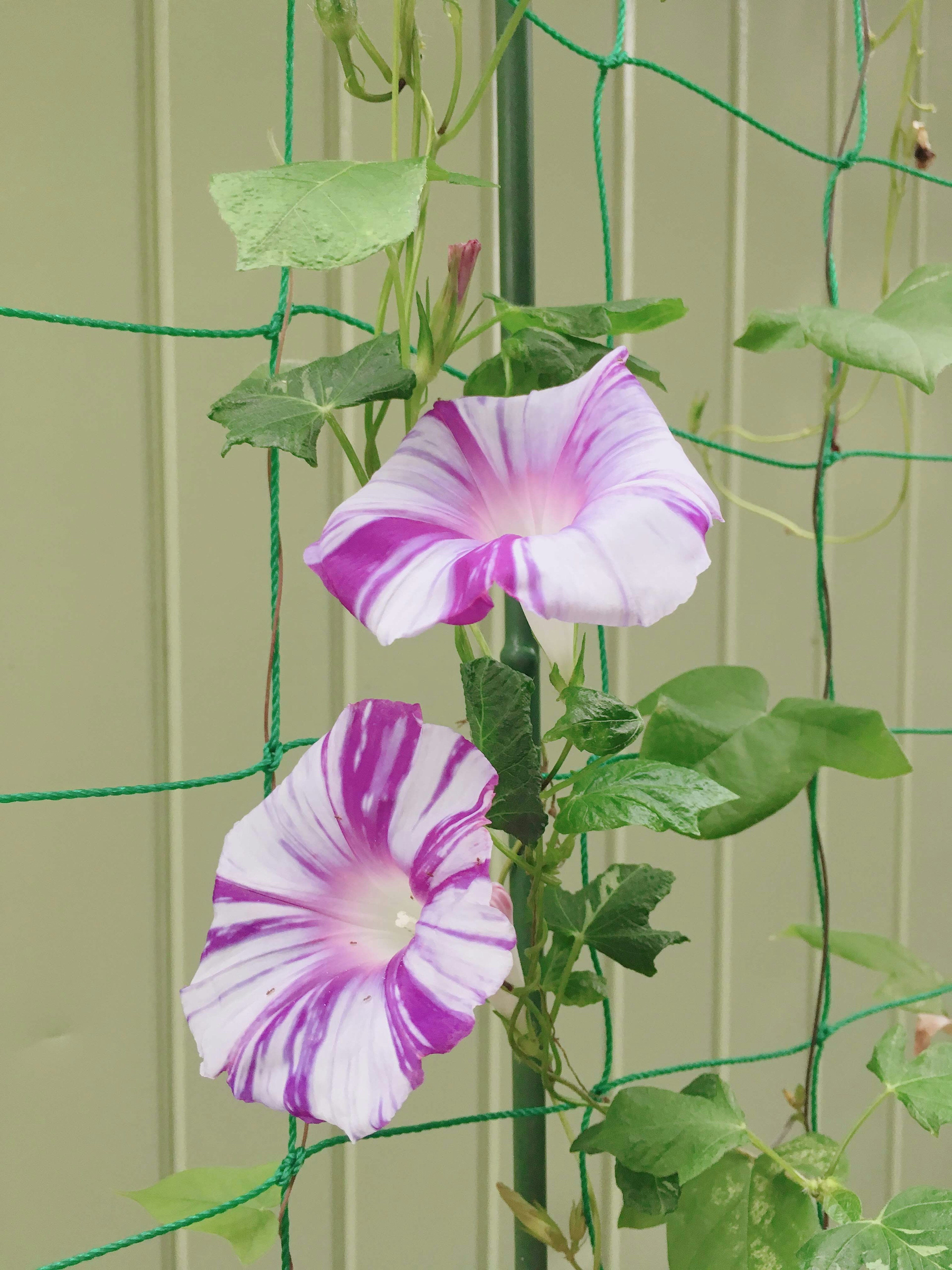 Flores a rayas moradas y blancas en una planta trepadora