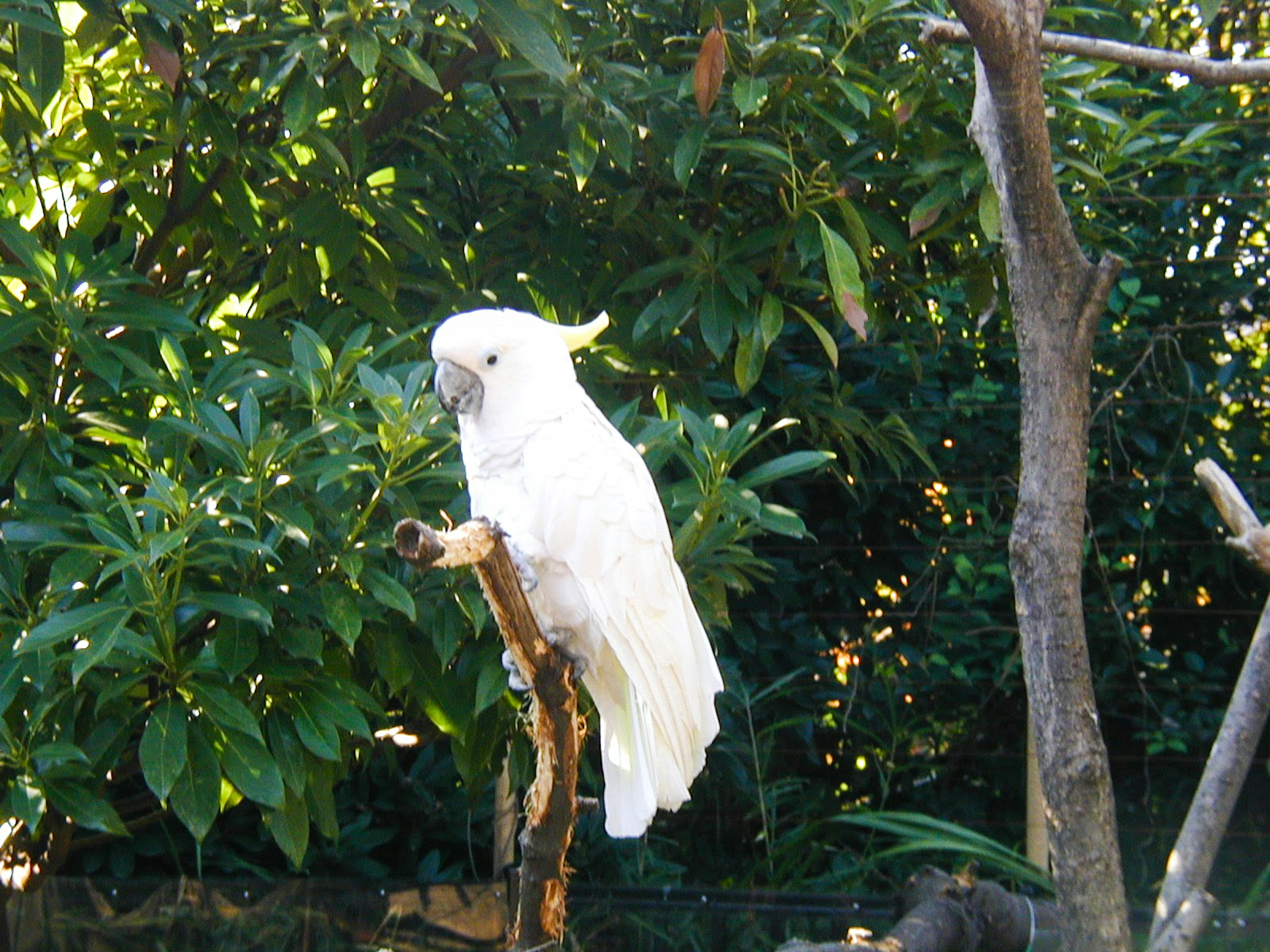 A white cockatoo perched on a branch with a lush green background