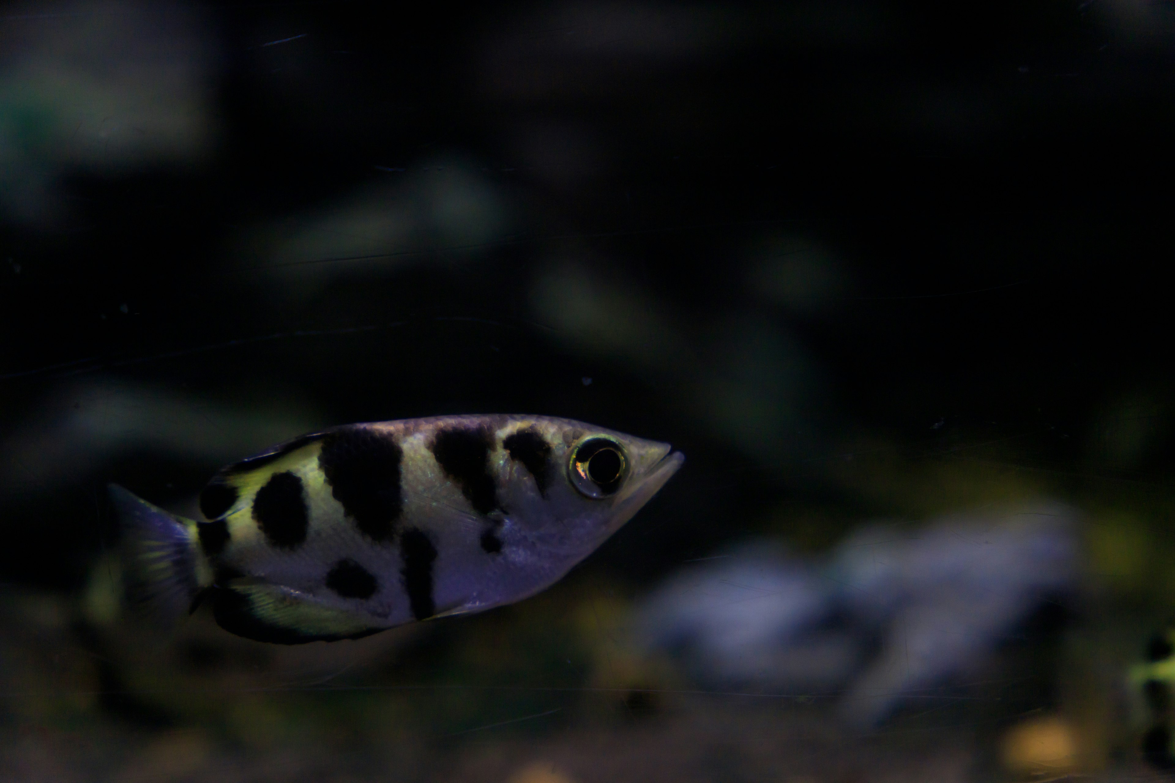 Tropischer Fisch mit gefleckten Mustern schwimmt vor dunklem Hintergrund