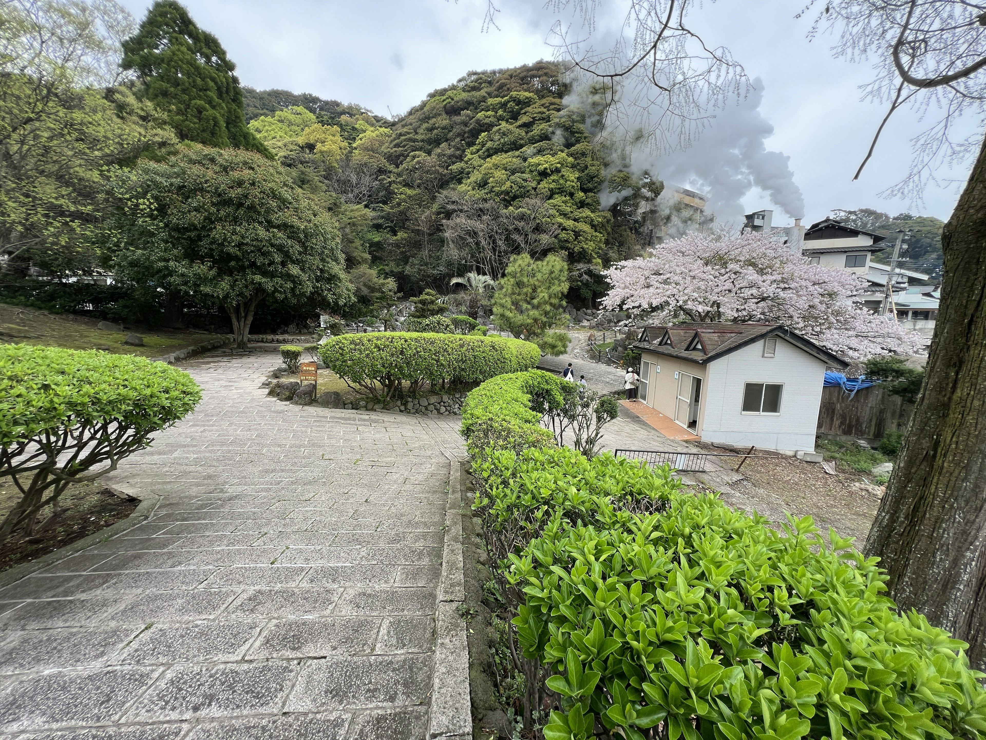 緑に囲まれた小道と桜の木がある景色 住宅が見える