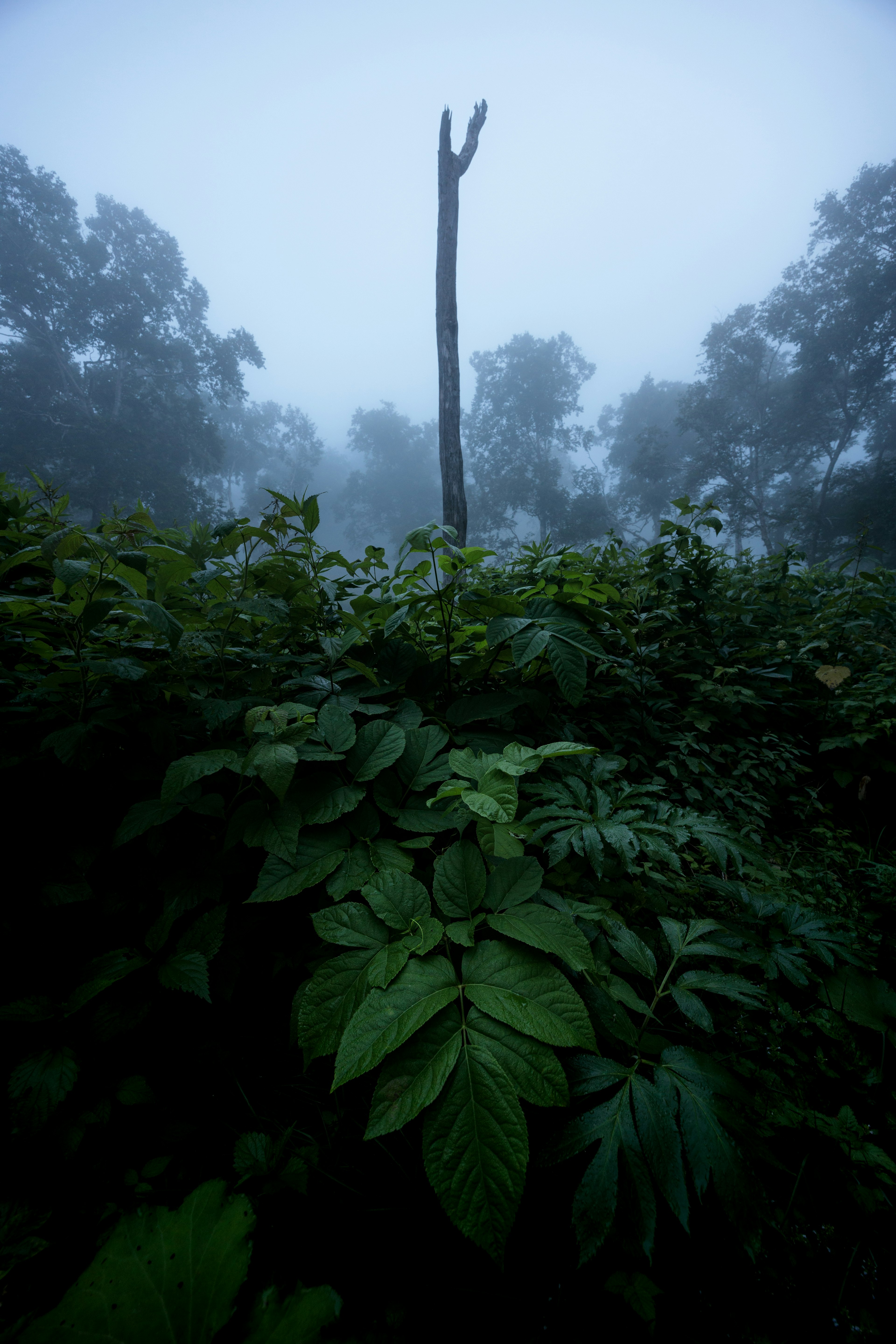 Un tronc d'arbre élevé entouré de feuilles vertes luxuriantes dans une forêt brumeuse