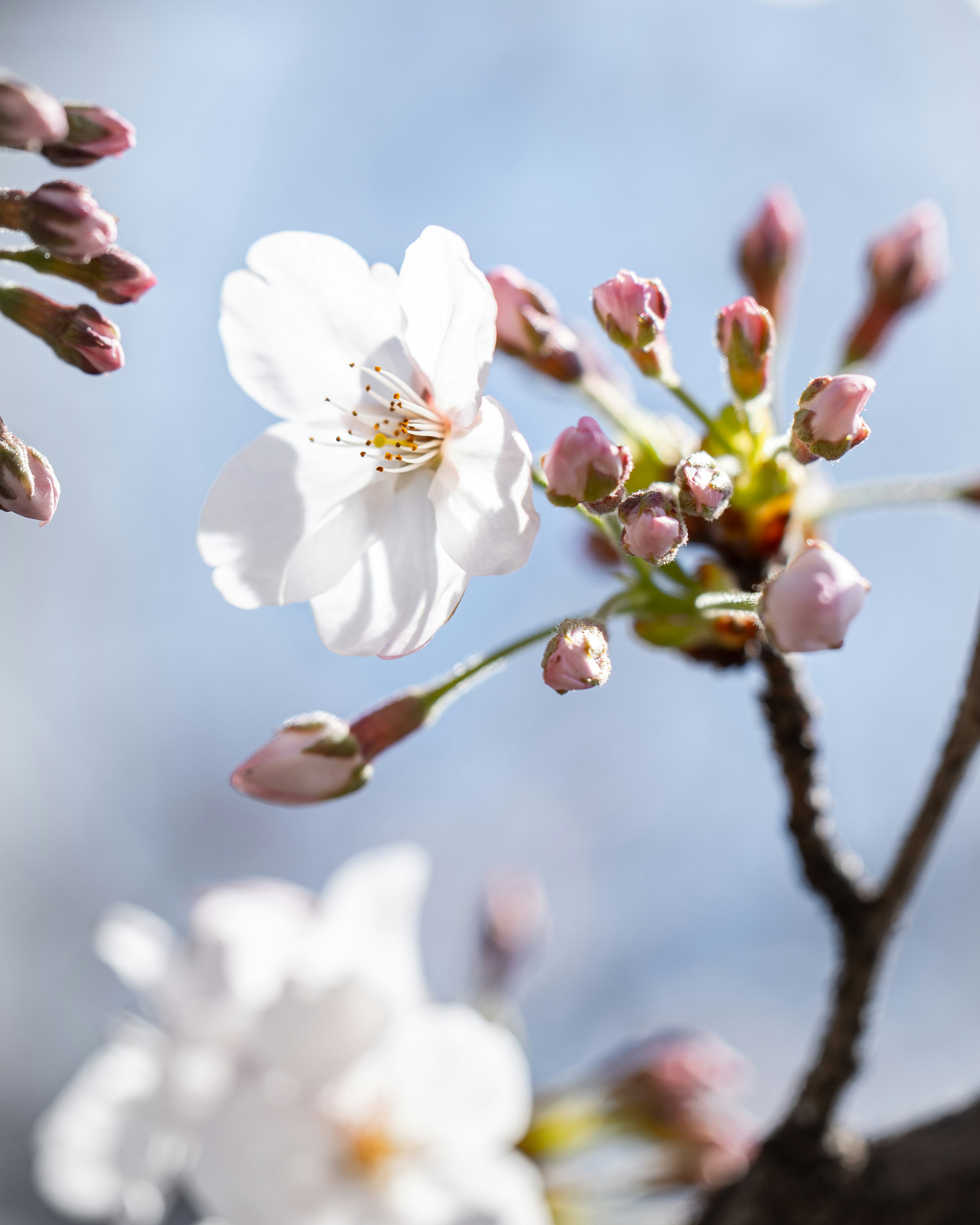 桜の花とつぼみが青い空の下で咲いている