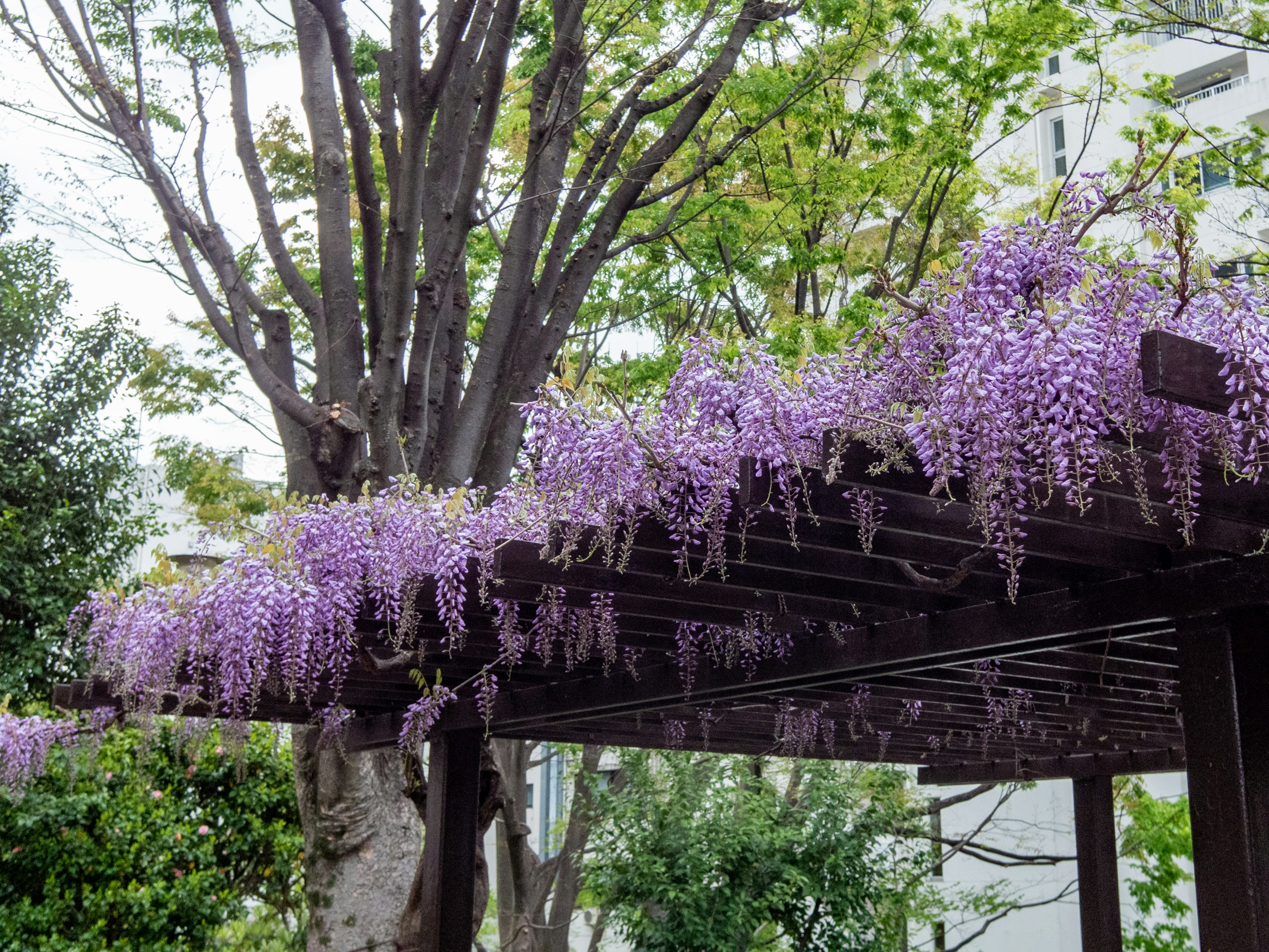 Scena di fiori di glicine viola che fioriscono su un pergolato in legno