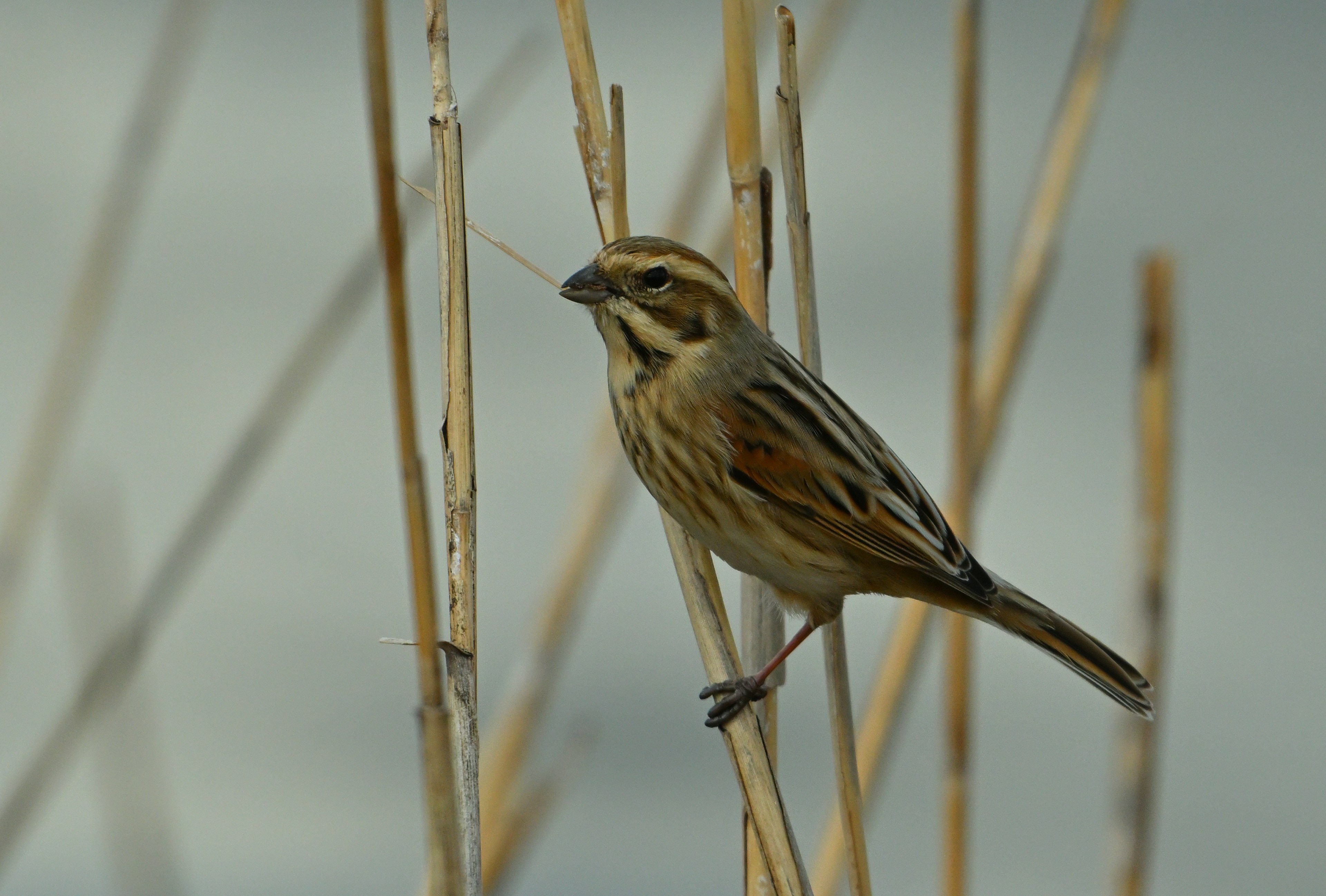 小さな鳥が細い茎に止まっている自然の風景