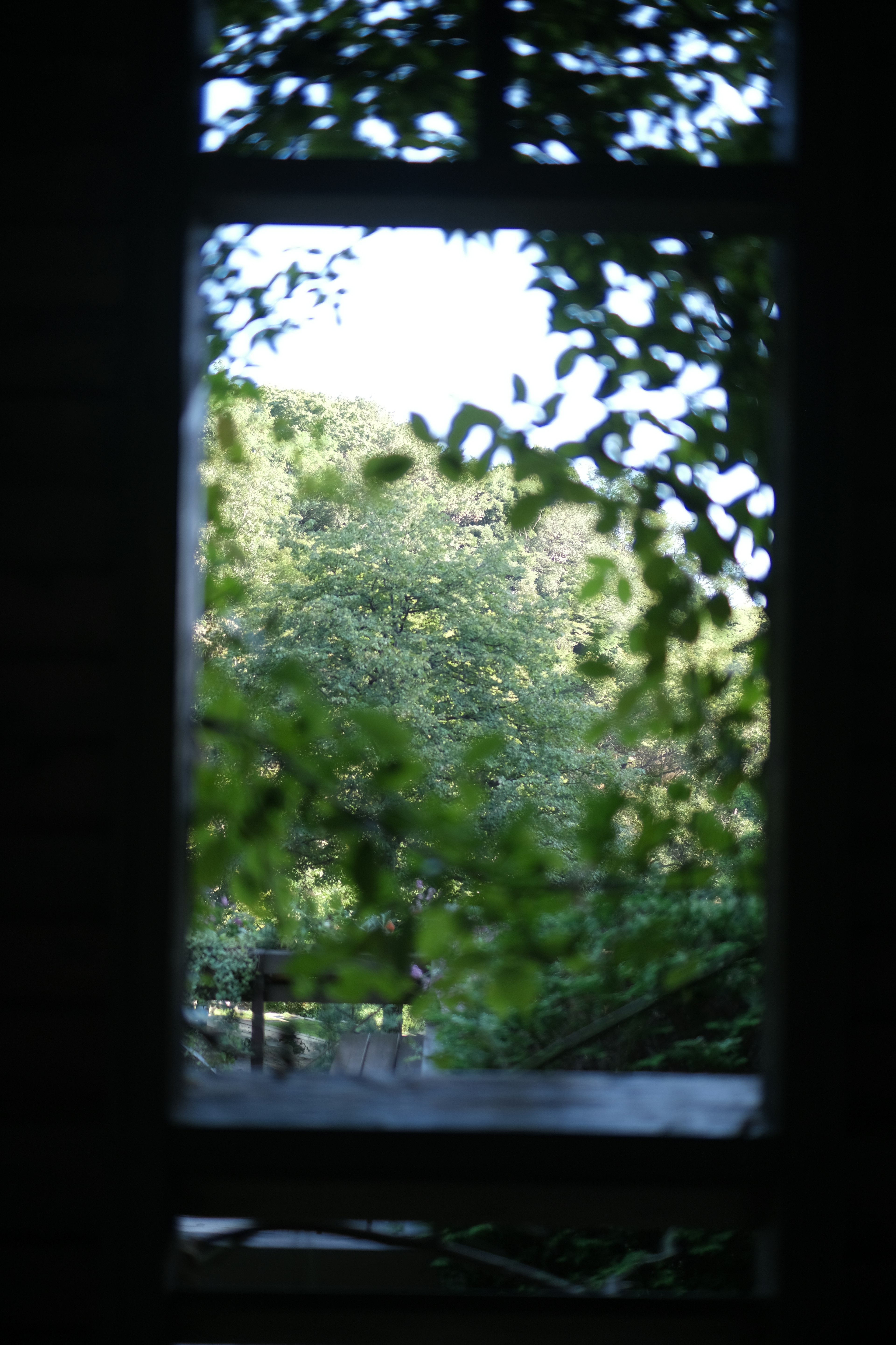 Blick auf üppiges Grün und Blätter durch ein Fenster