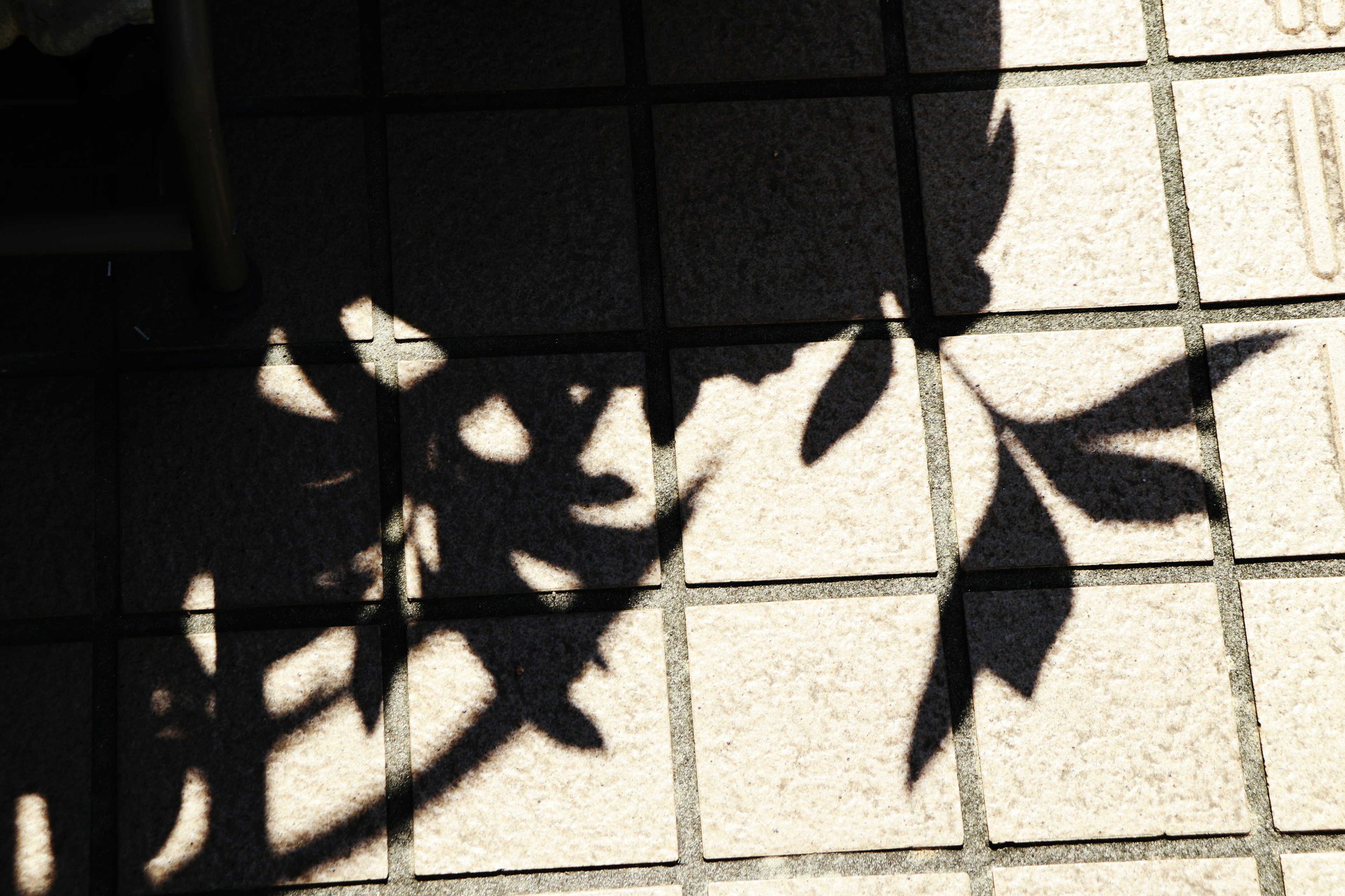 Shadow of plant leaves cast on tiled surface