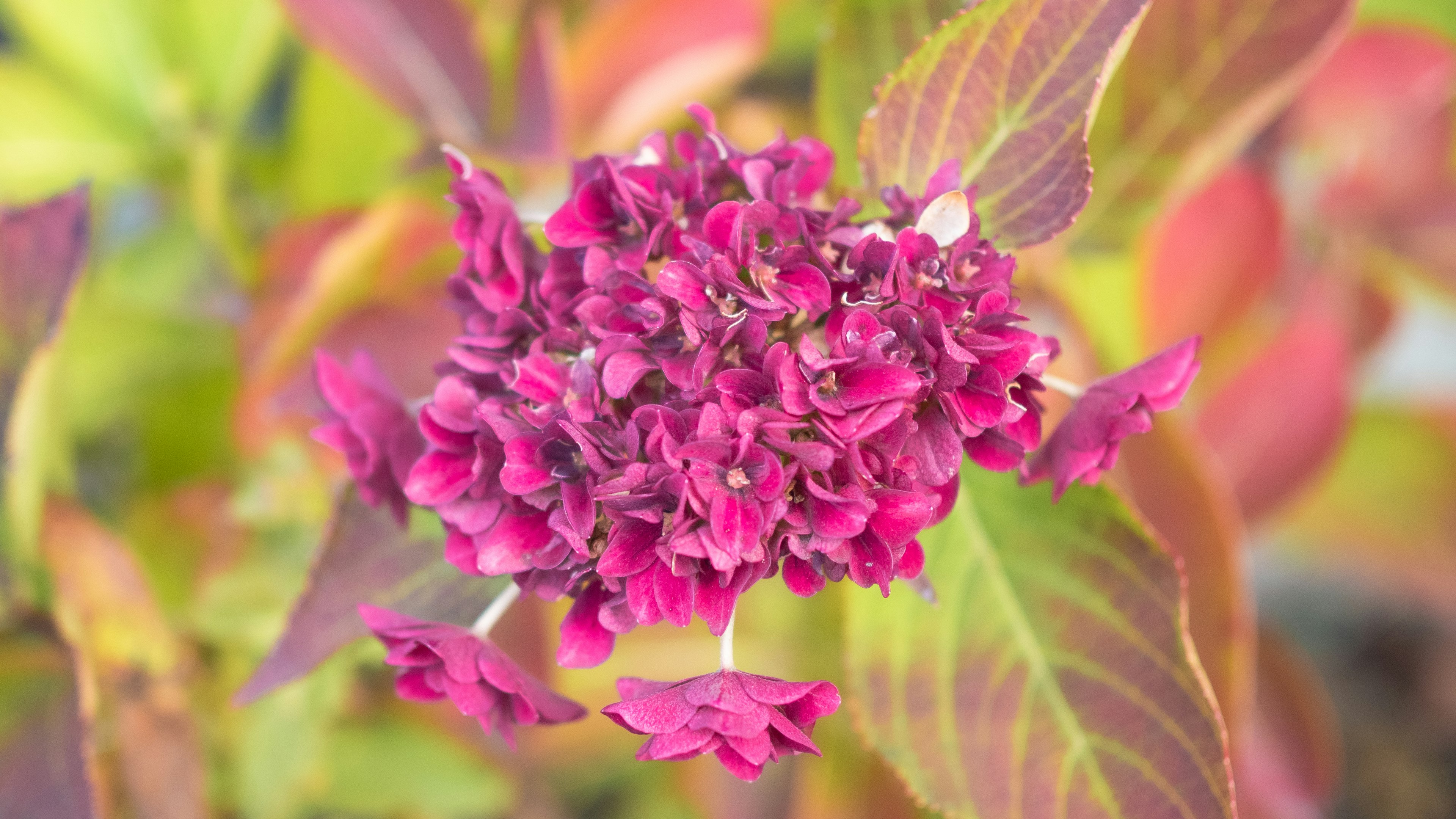 Close-up of a vibrant pink flower surrounded by green leaves