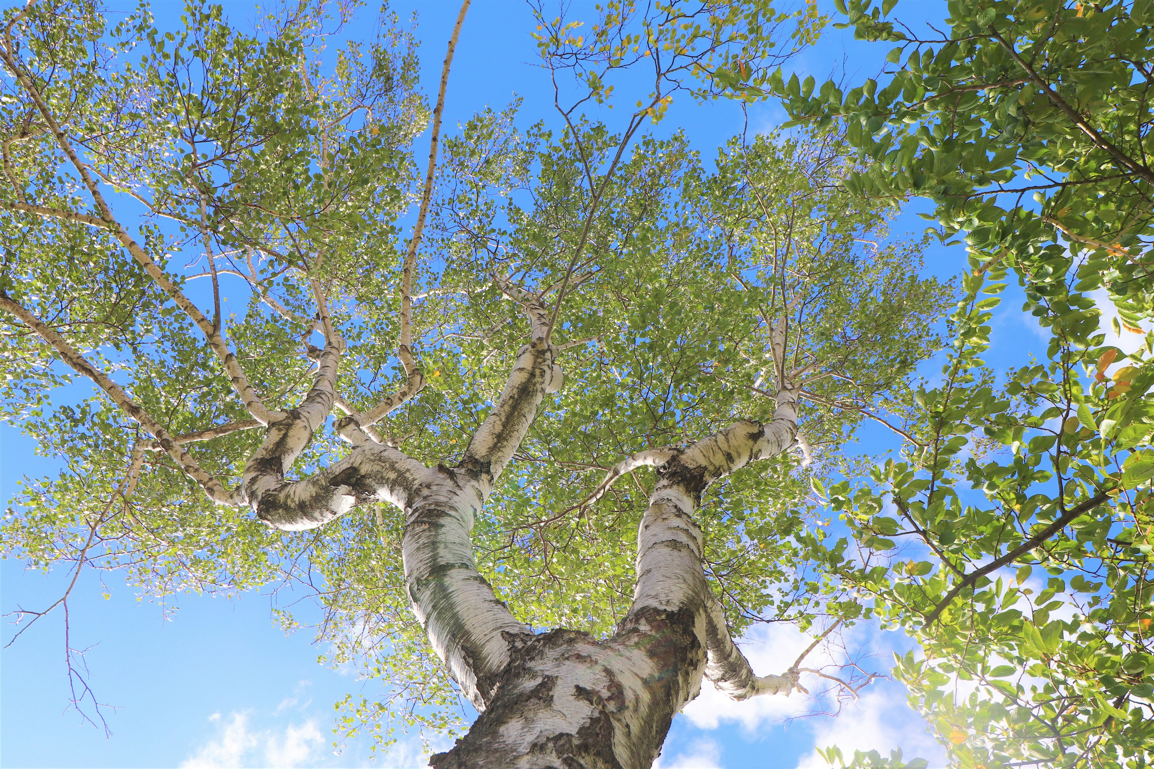 Pandangan dari bawah pohon birch dengan daun hijau subur di bawah langit biru