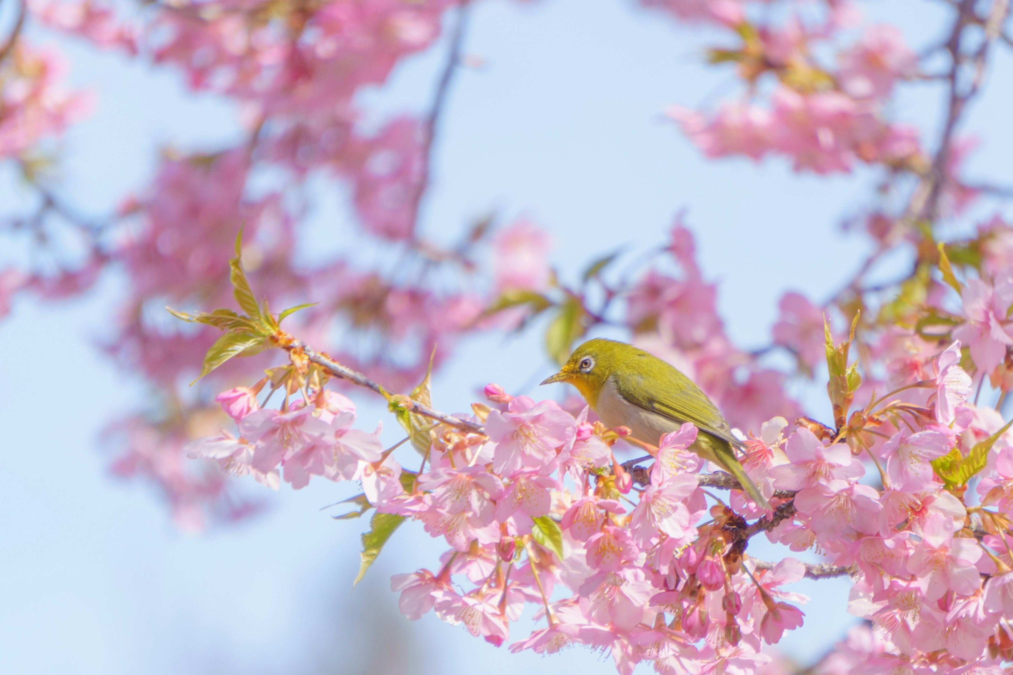 Un petit oiseau perché sur des branches de cerisier en fleurs