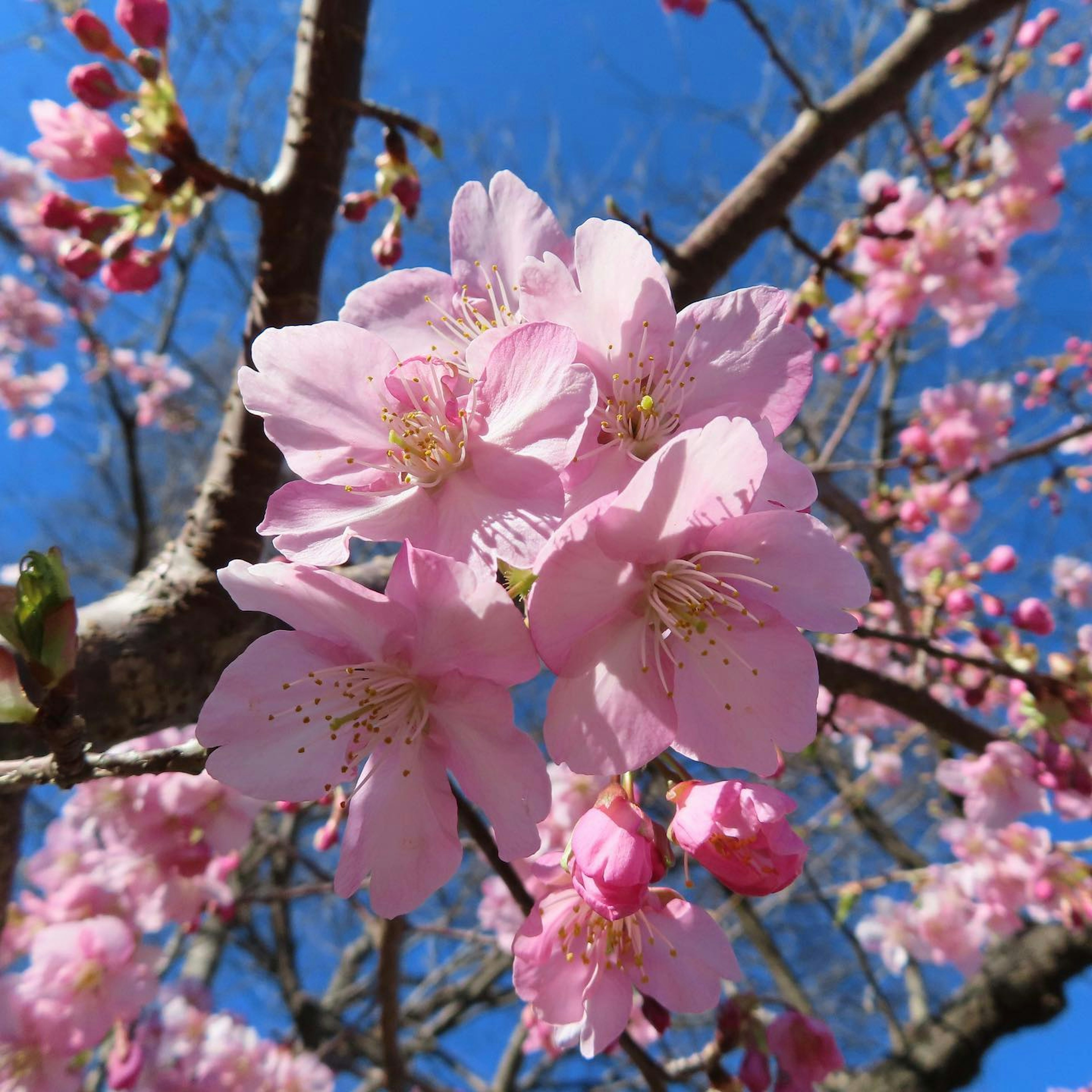 Primer plano de flores de cerezo contra un cielo azul