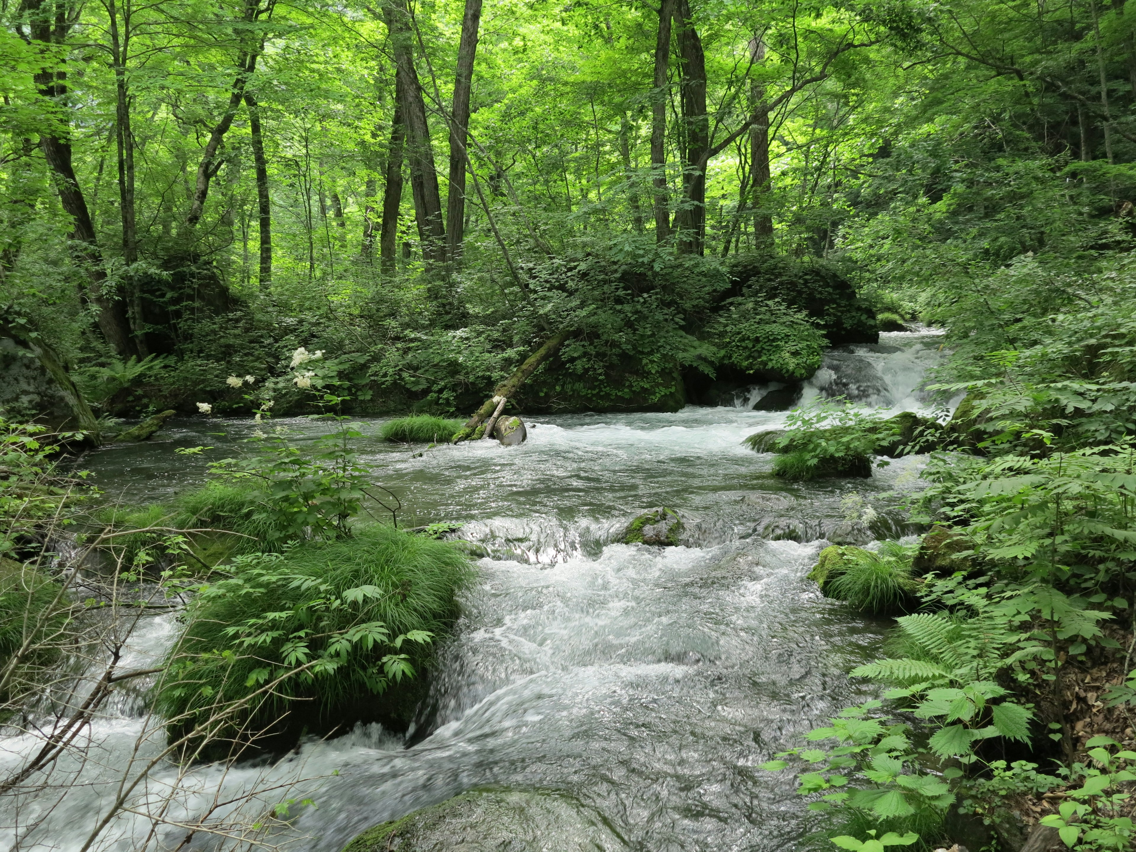 Schöner Bach, der durch einen üppigen grünen Wald fließt