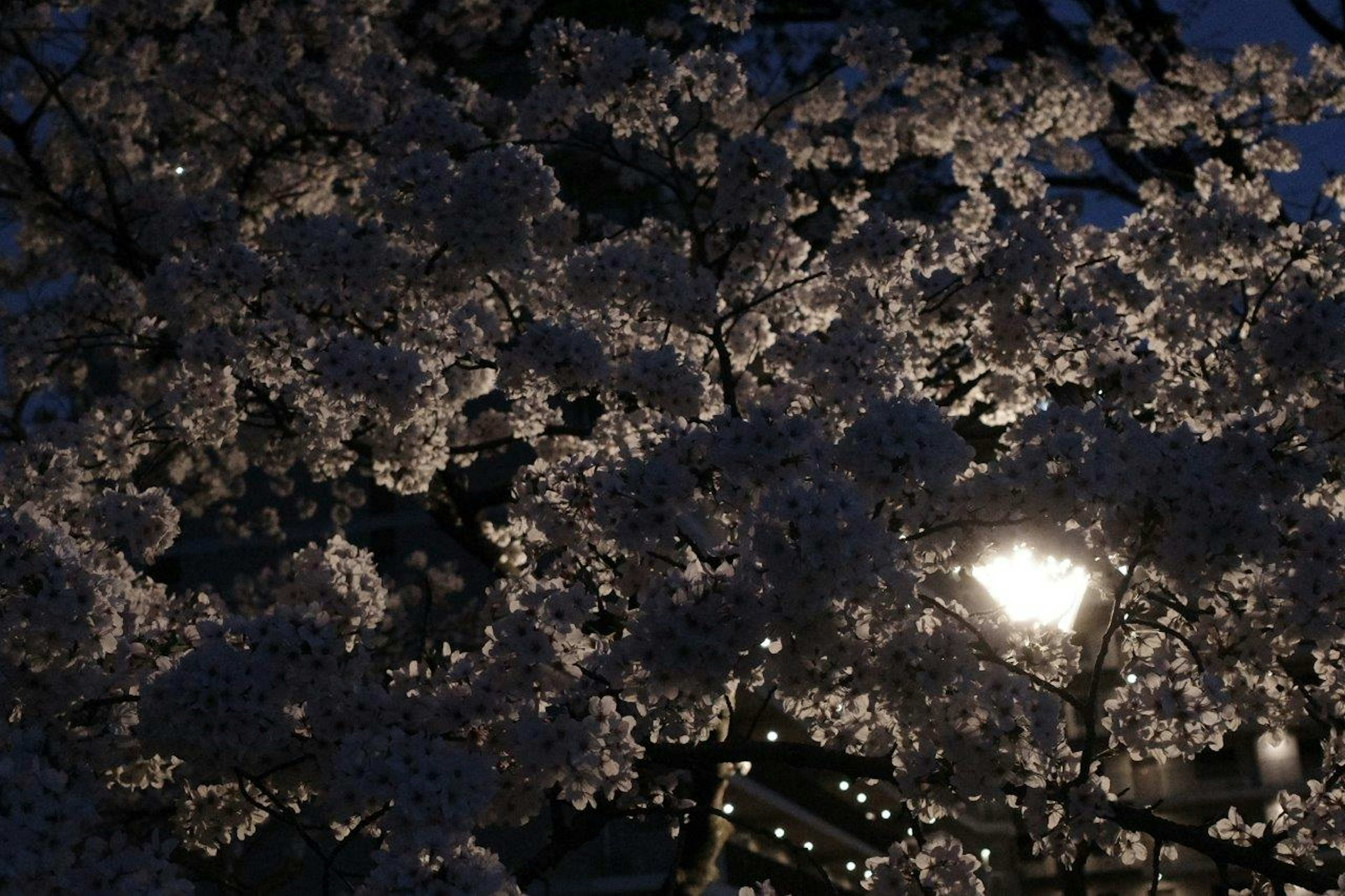 夜の桜の花と街灯の光が融合した美しい風景