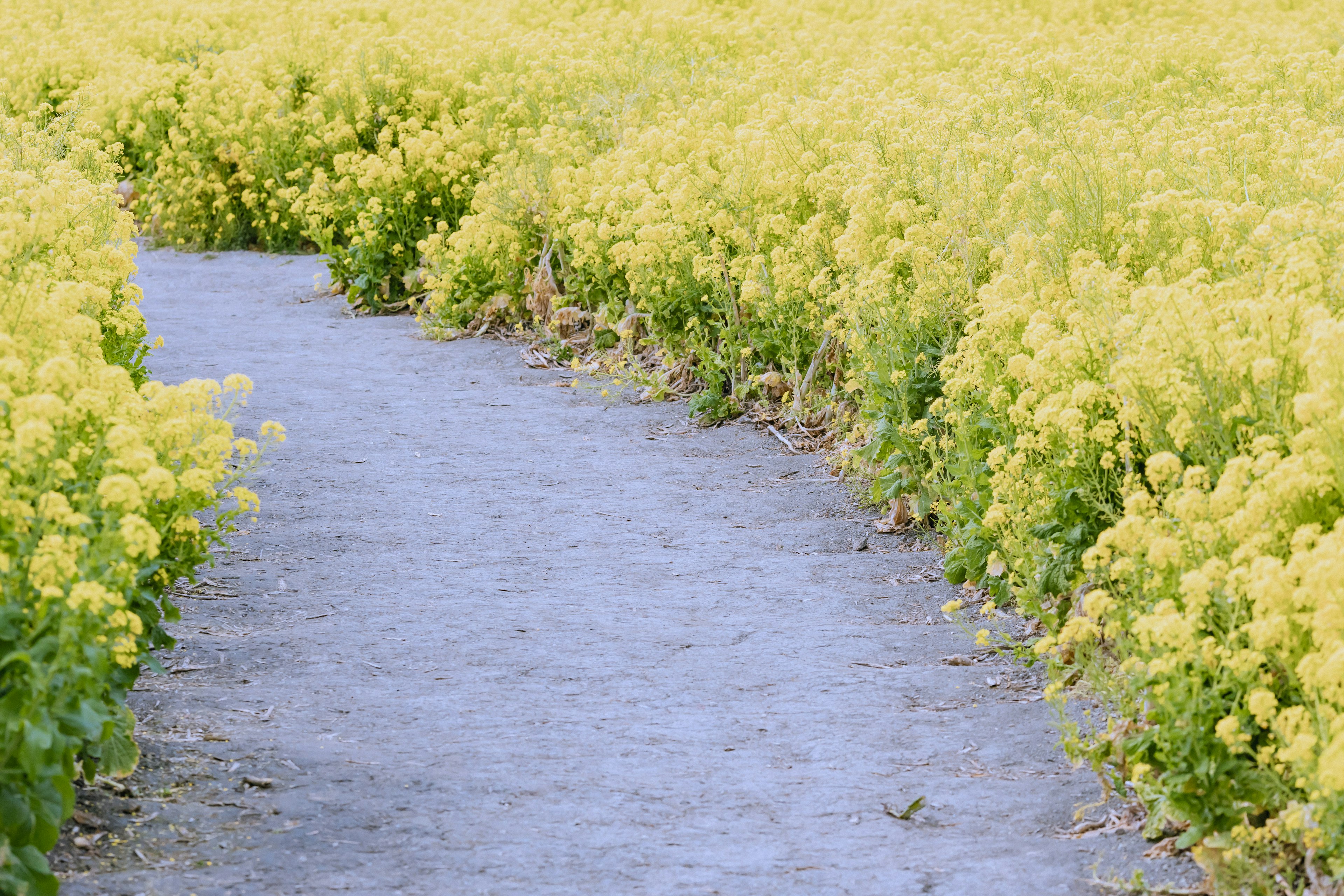 Ein Weg umgeben von blühenden gelben Blumen