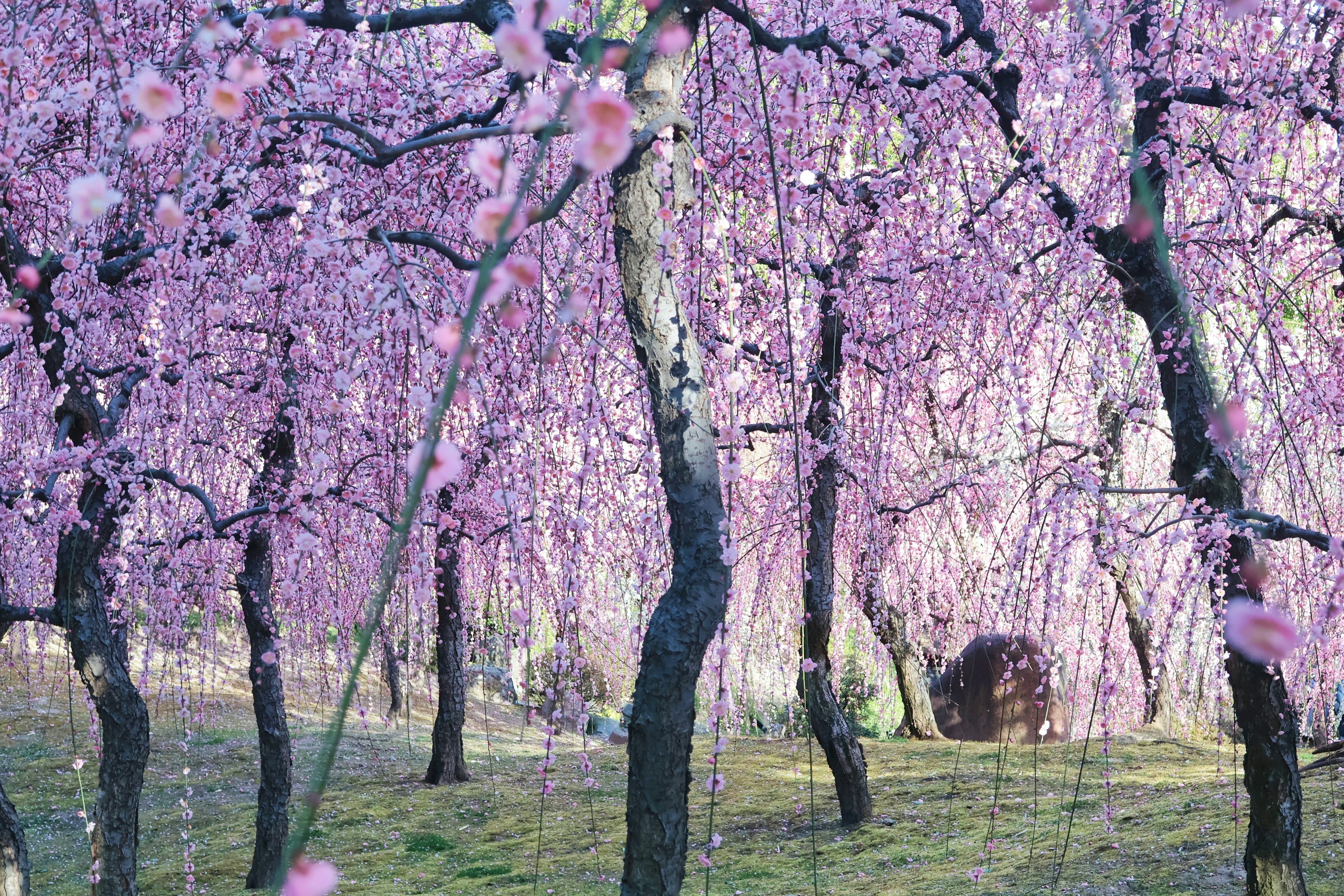 Un beau paysage avec des arbres ornés de fleurs roses