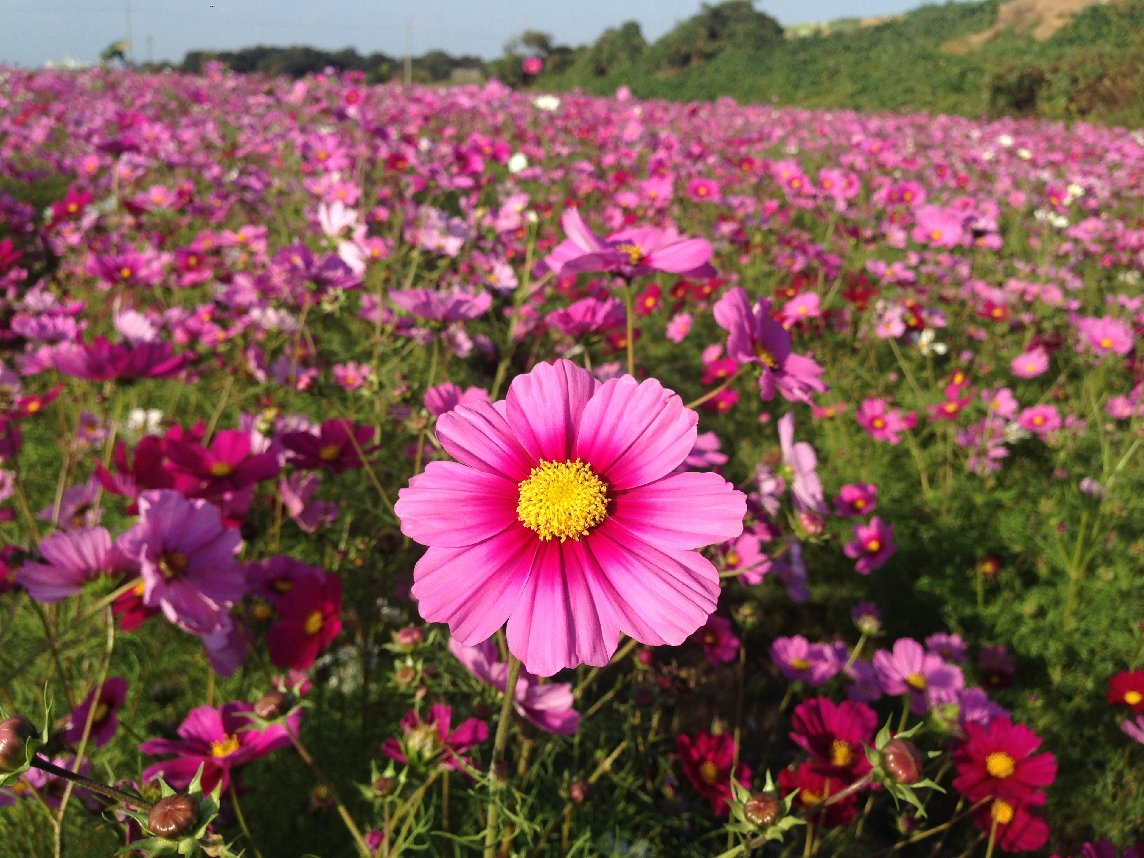 Ein lebendiges Feld blühender Kosmosblumen mit einer auffälligen rosa Blume im Vordergrund