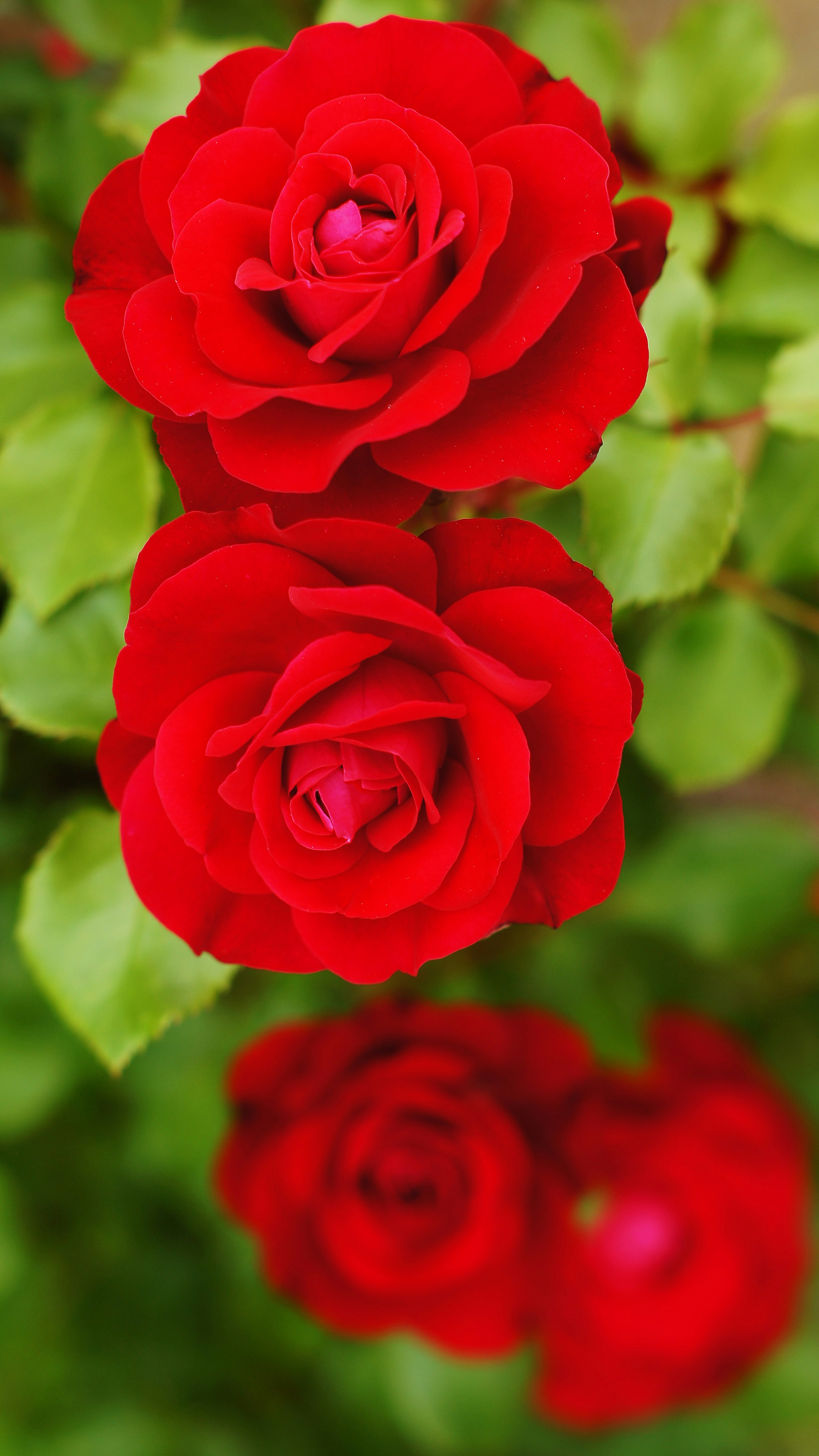 Image of blooming red roses with green leaves