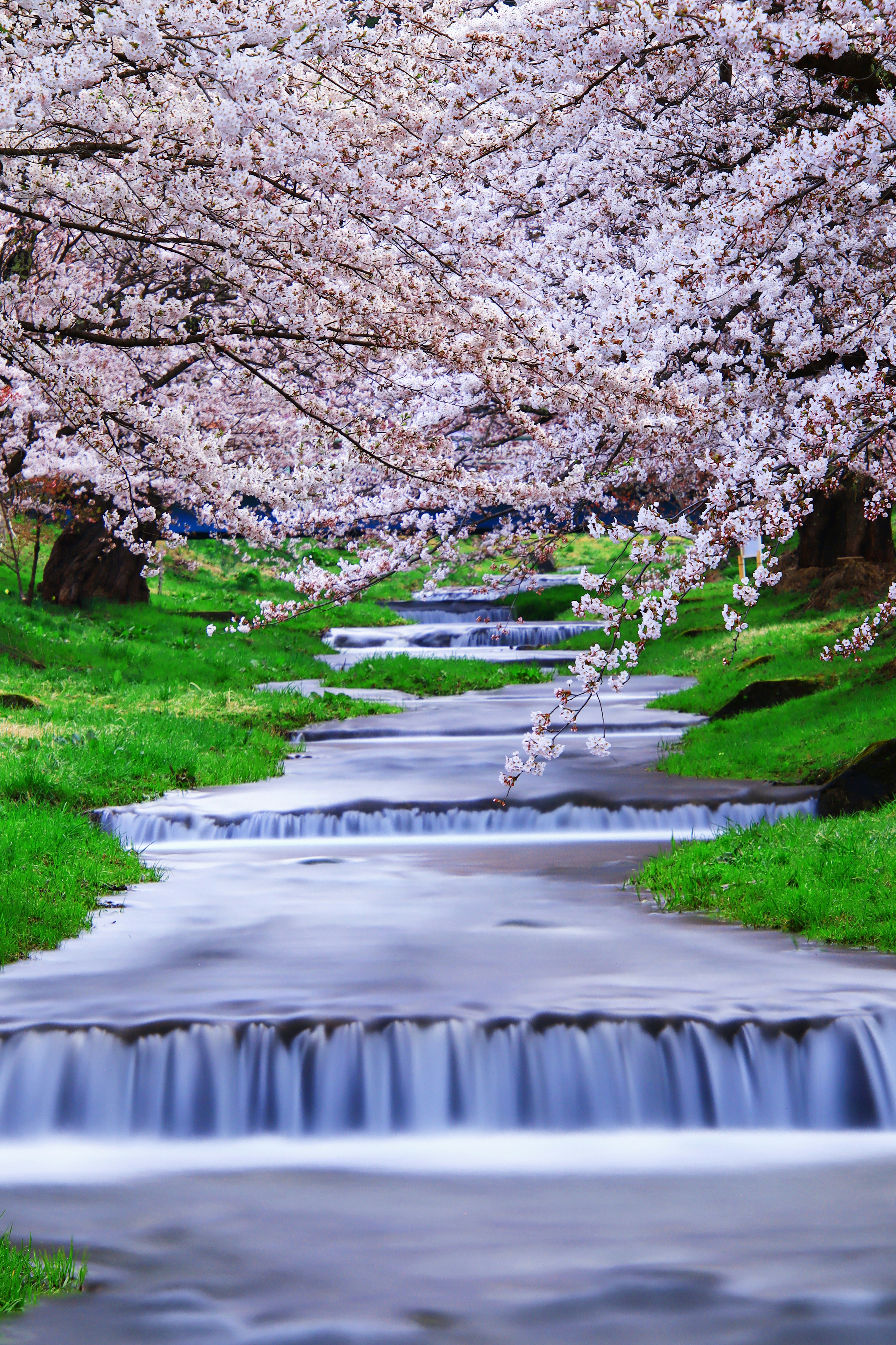 Aliran sungai di bawah pohon sakura dengan rumput hijau