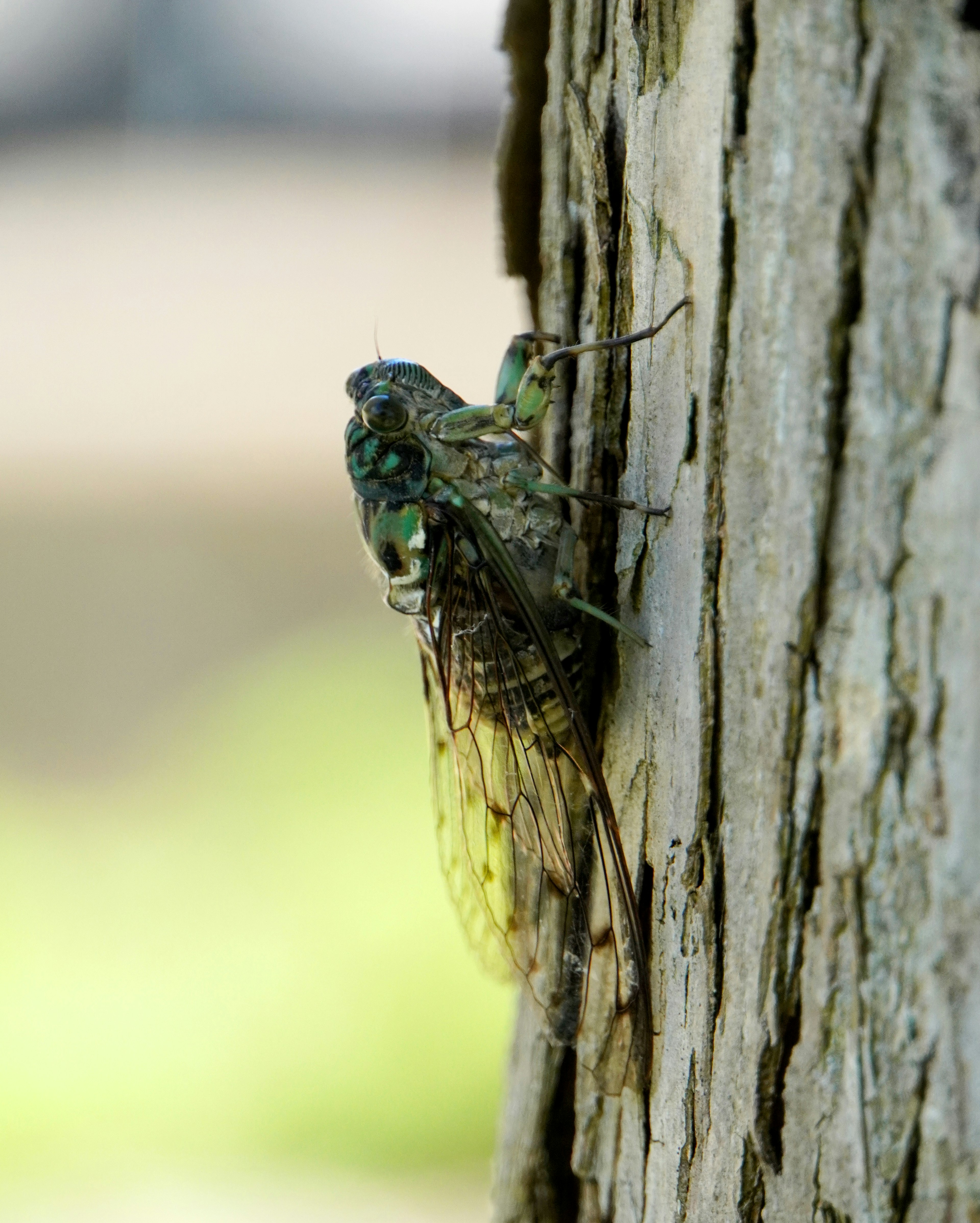 Close-up dari cicada di batang pohon