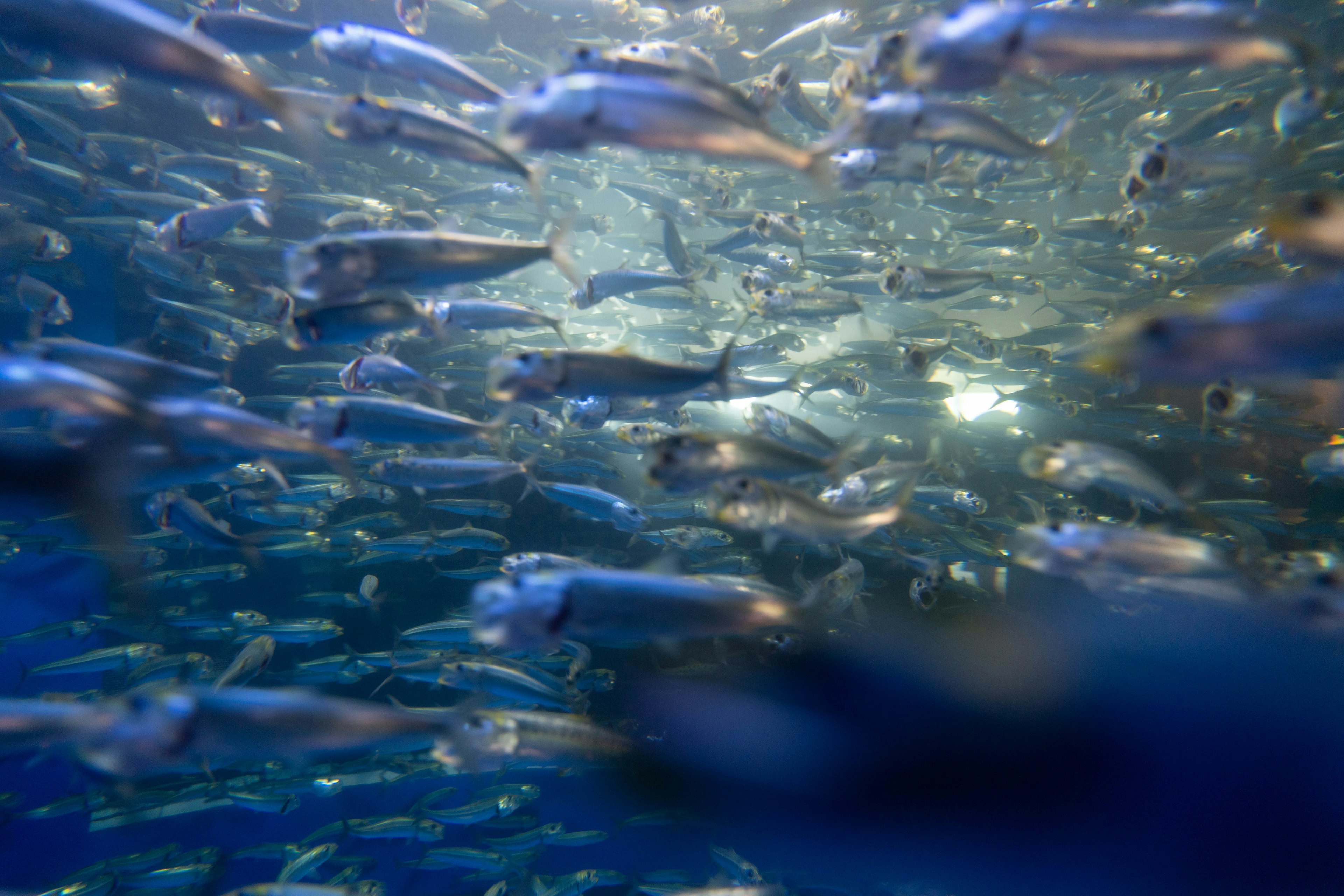 A school of fish swimming in blue water with light reflections