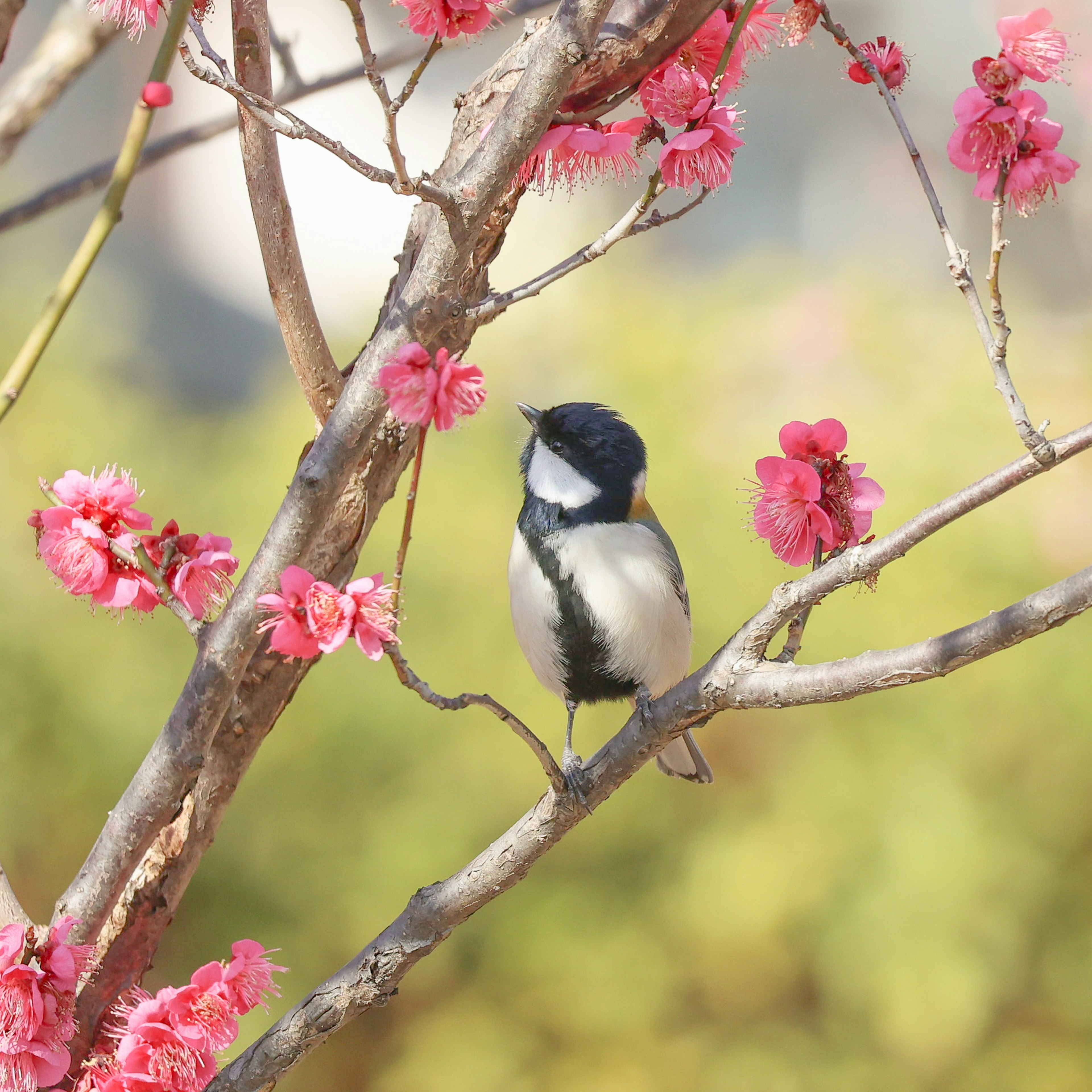 桜の花の間に止まる小さな鳥