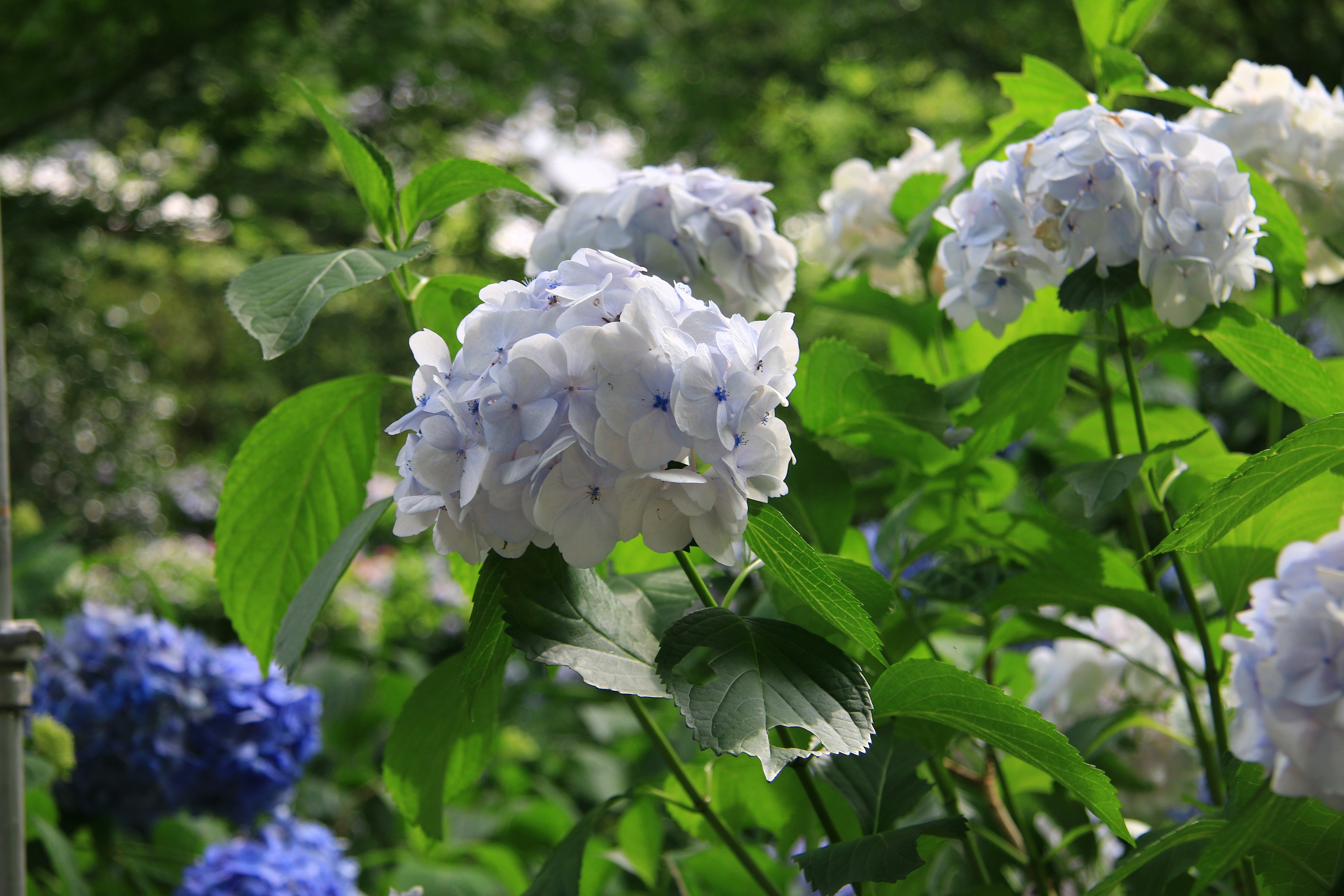 Üppige Gartenszene mit blauen und weißen Hortensienblüten