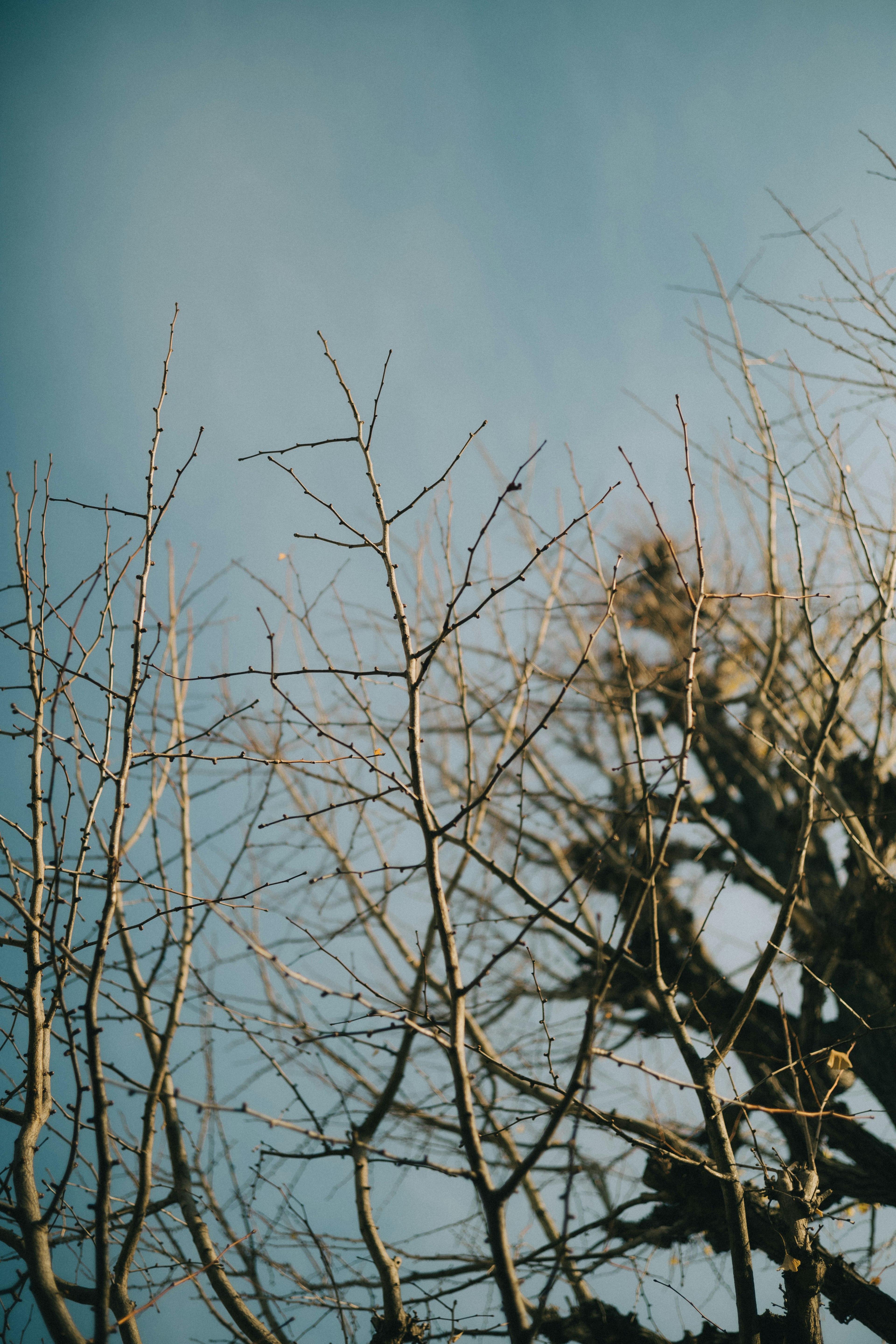 Silhouette de branches d'arbres nues contre un ciel bleu