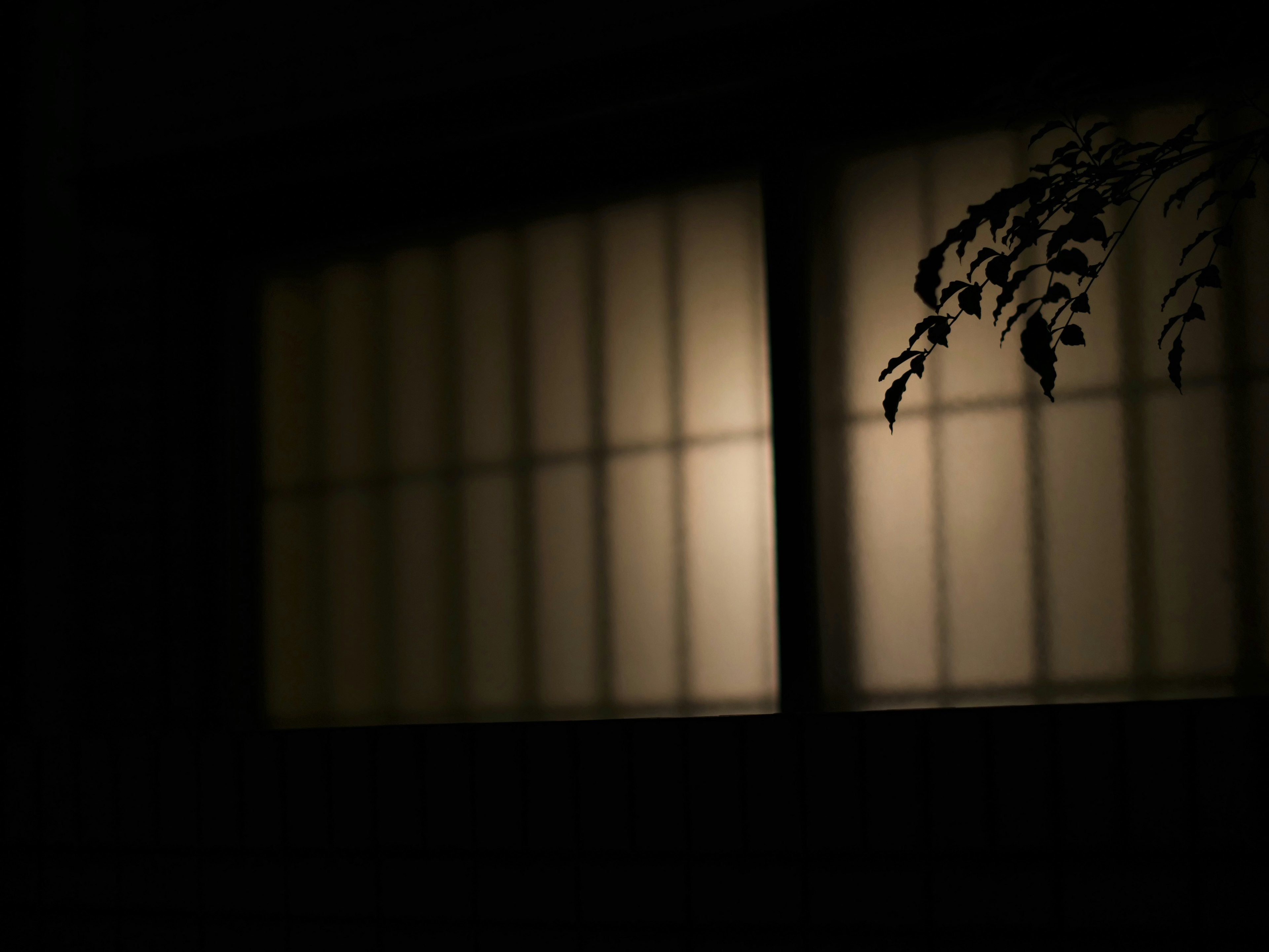 Dimly lit window with shadows of leaves