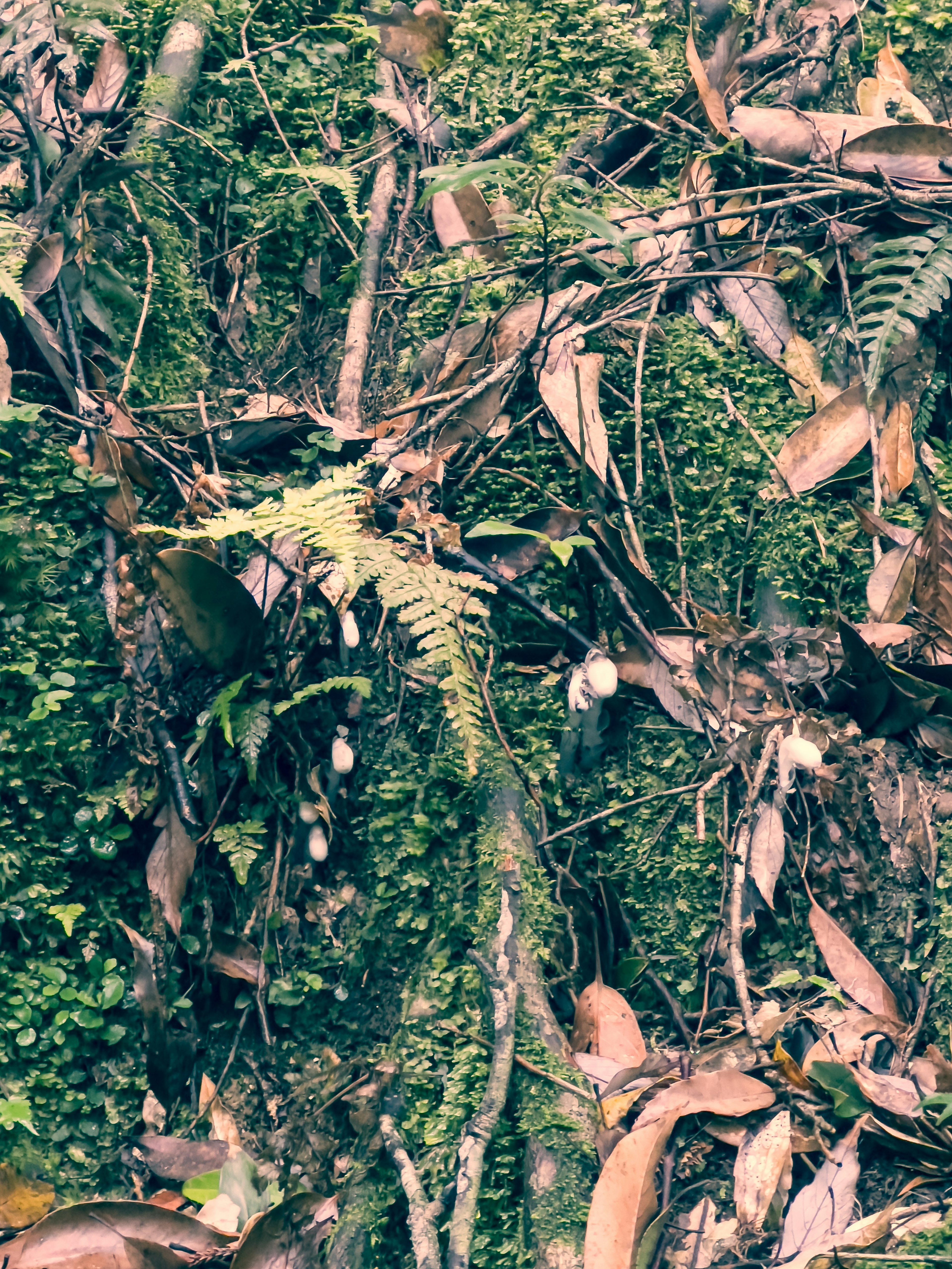 緑色の苔と褐色の葉が絡み合った自然の風景