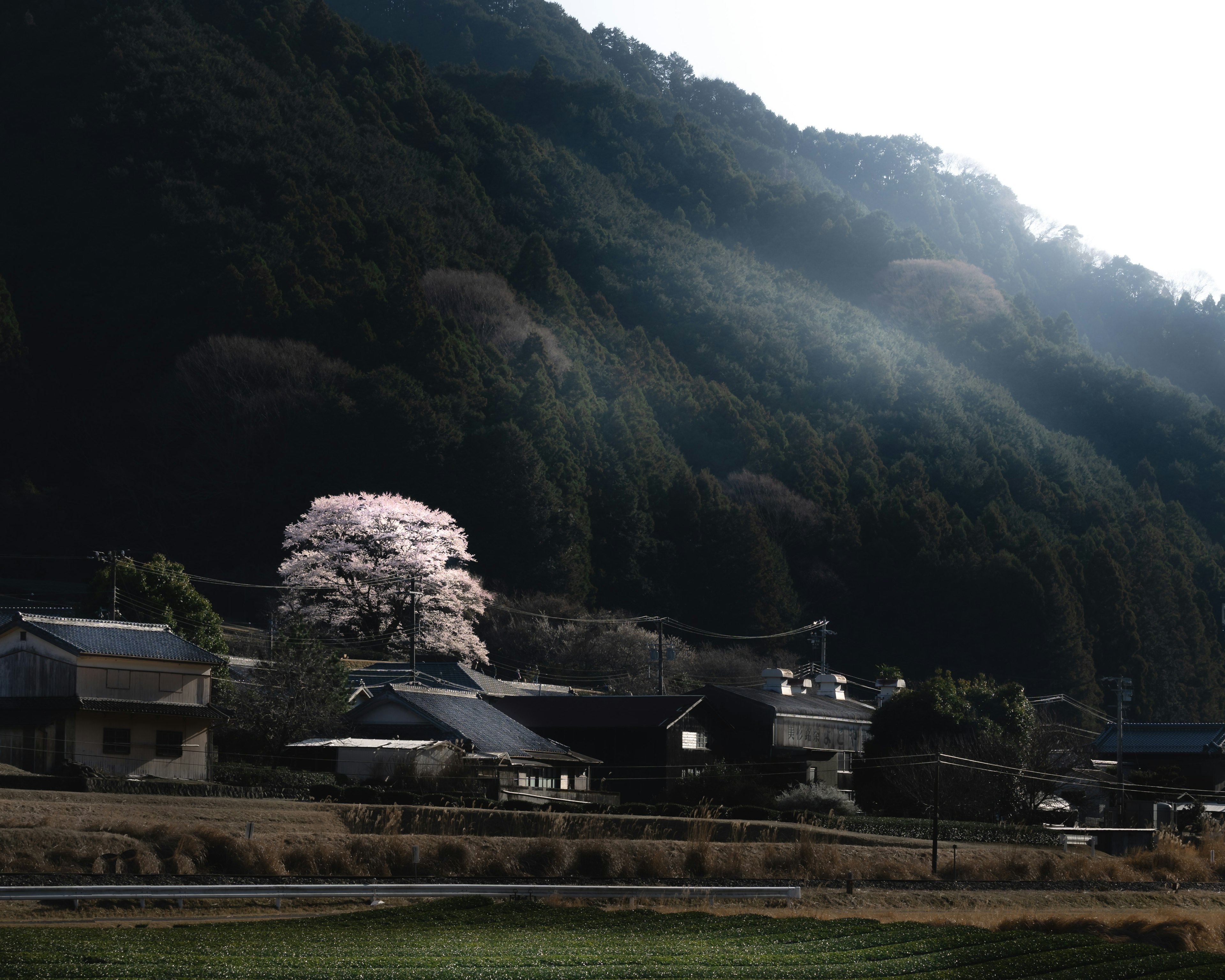 Pemandangan indah desa kecil dikelilingi pegunungan dengan pohon sakura yang mekar