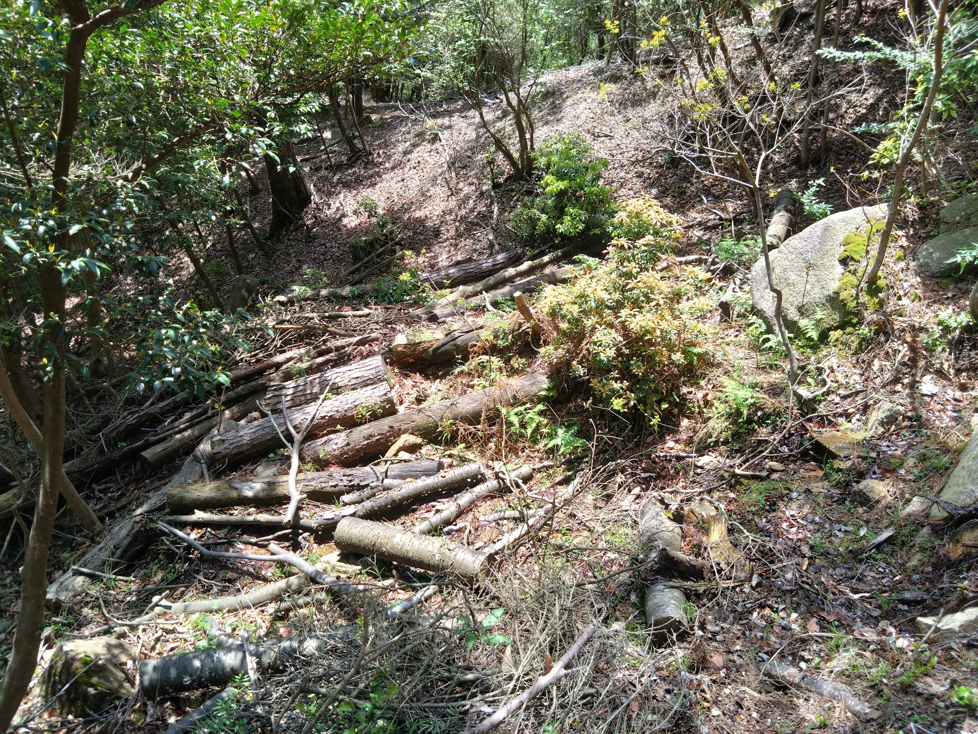 Paesaggio forestale con tronchi caduti e vegetazione fitta