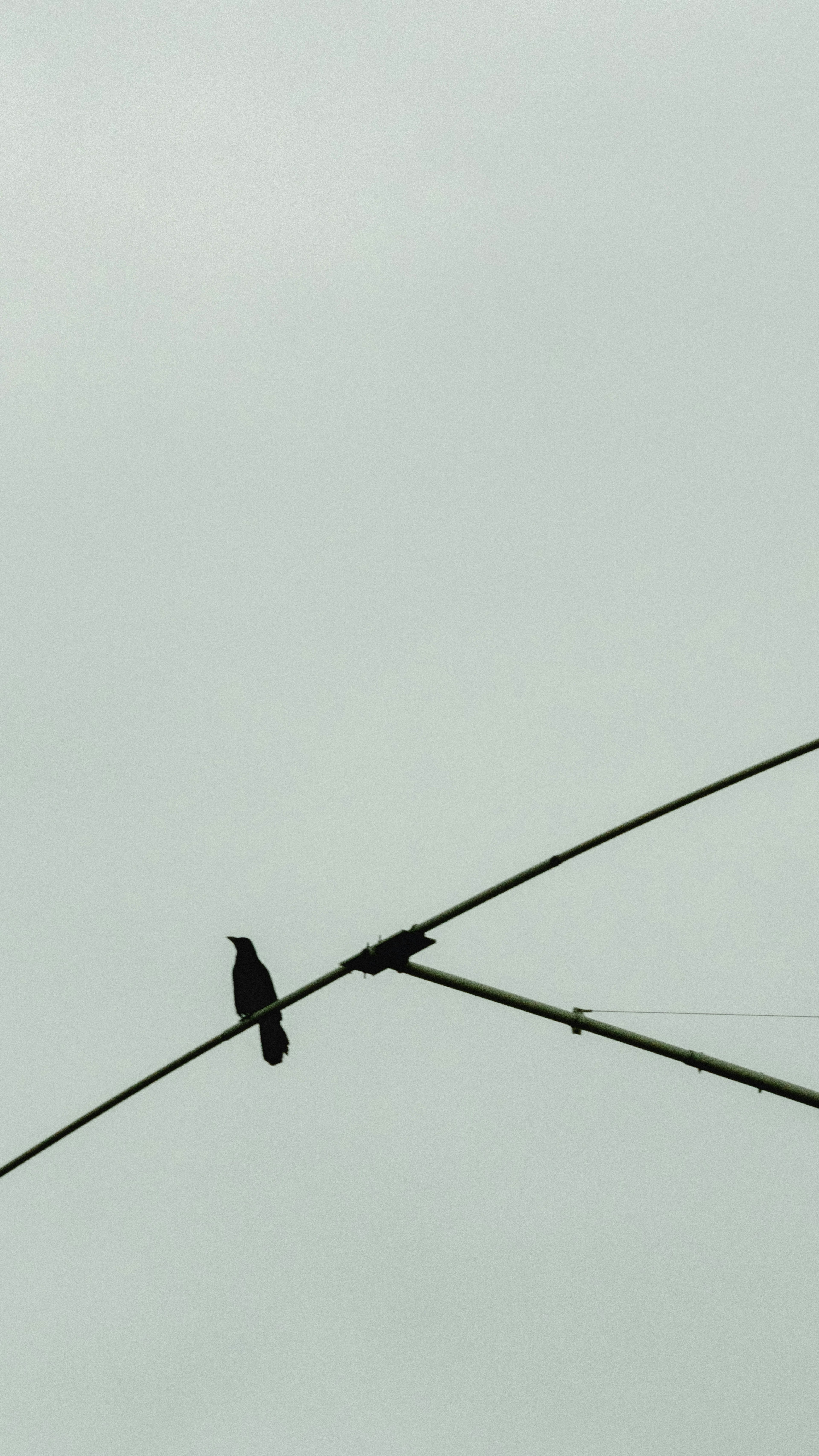 空にいる二羽の鳥が電線に止まっている