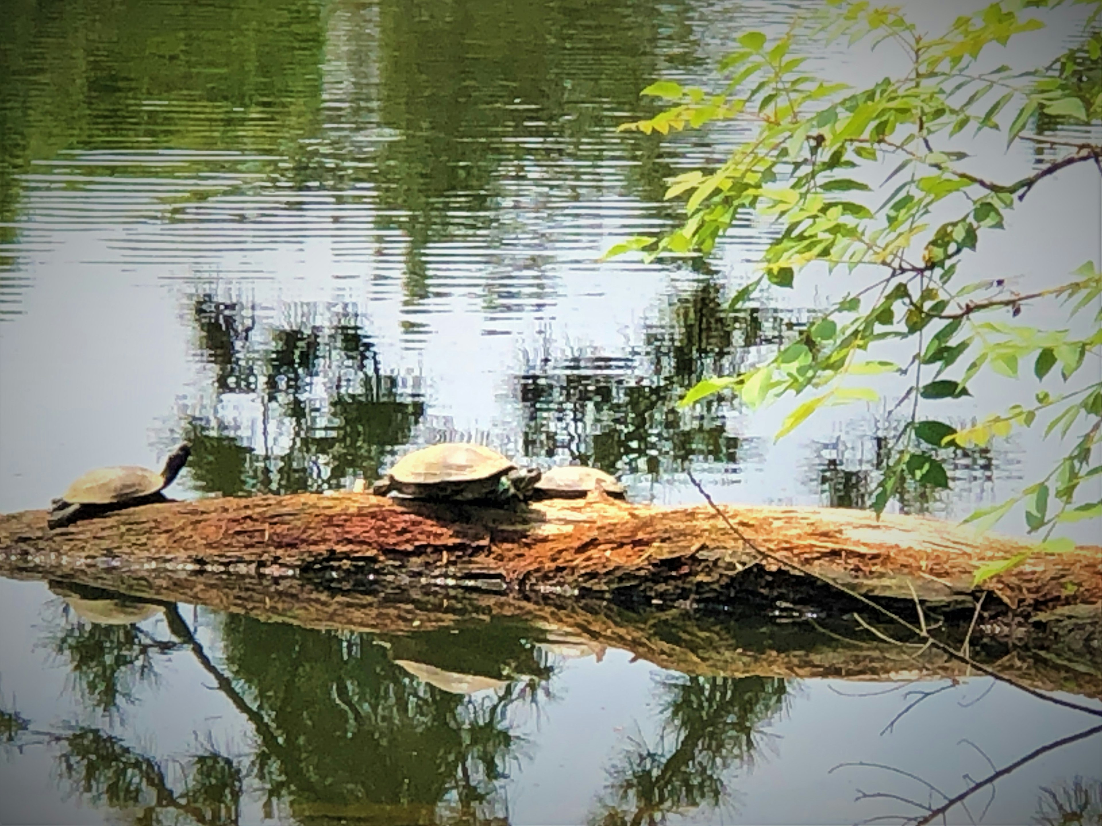 Gruppe von Schildkröten, die sich auf einem Baumstamm mit Reflexionen im Wasser sonnen