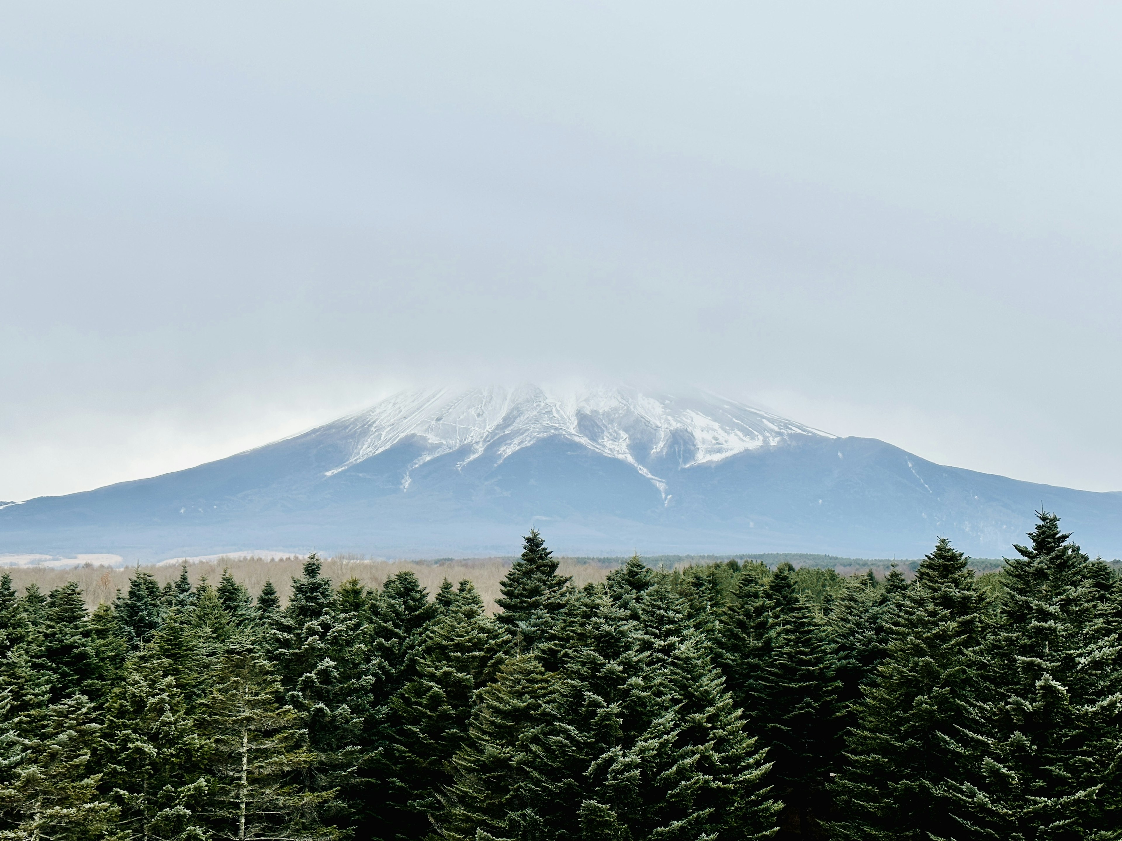 Snow-capped mountain with a foreground of green coniferous trees